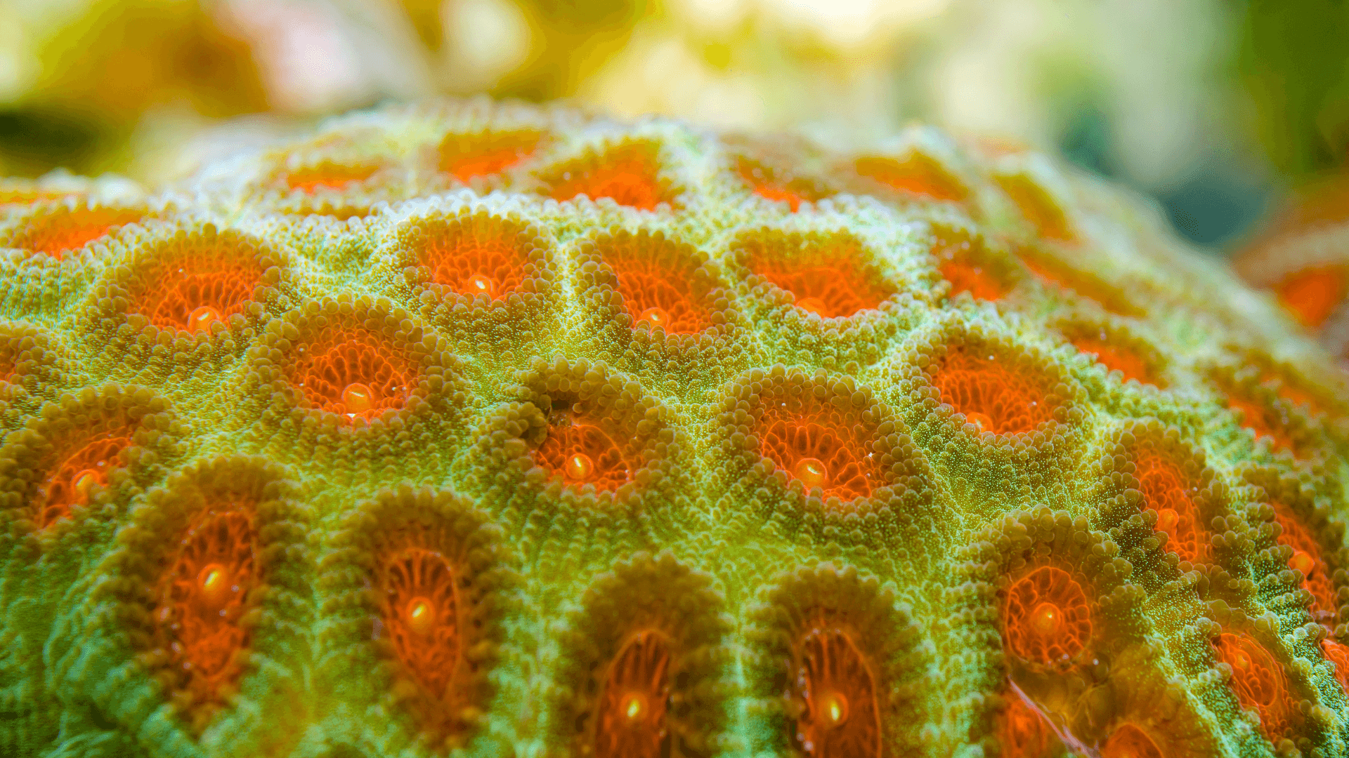 A photo of Fabian Brain Coral