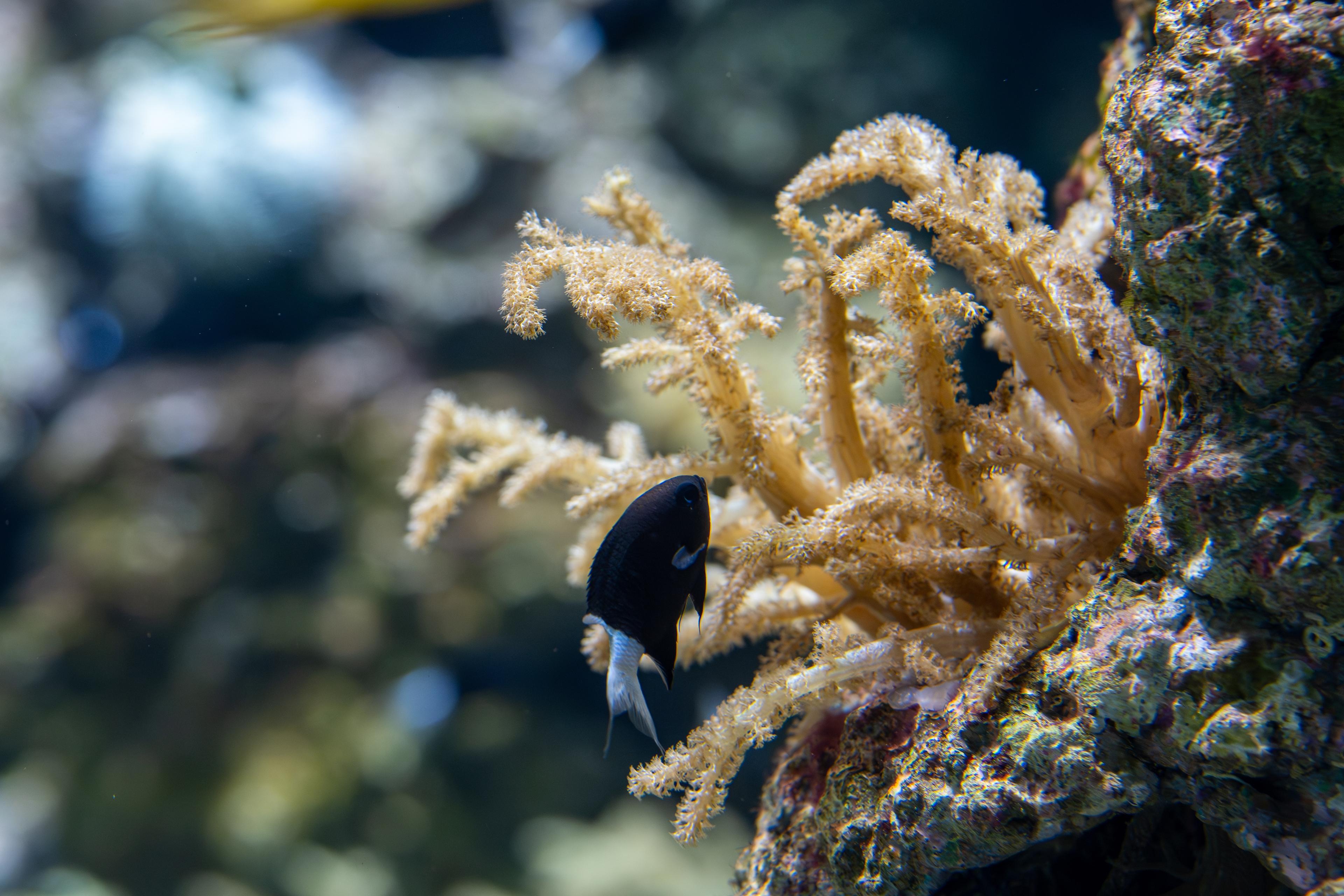 A photo of Black and white chromis