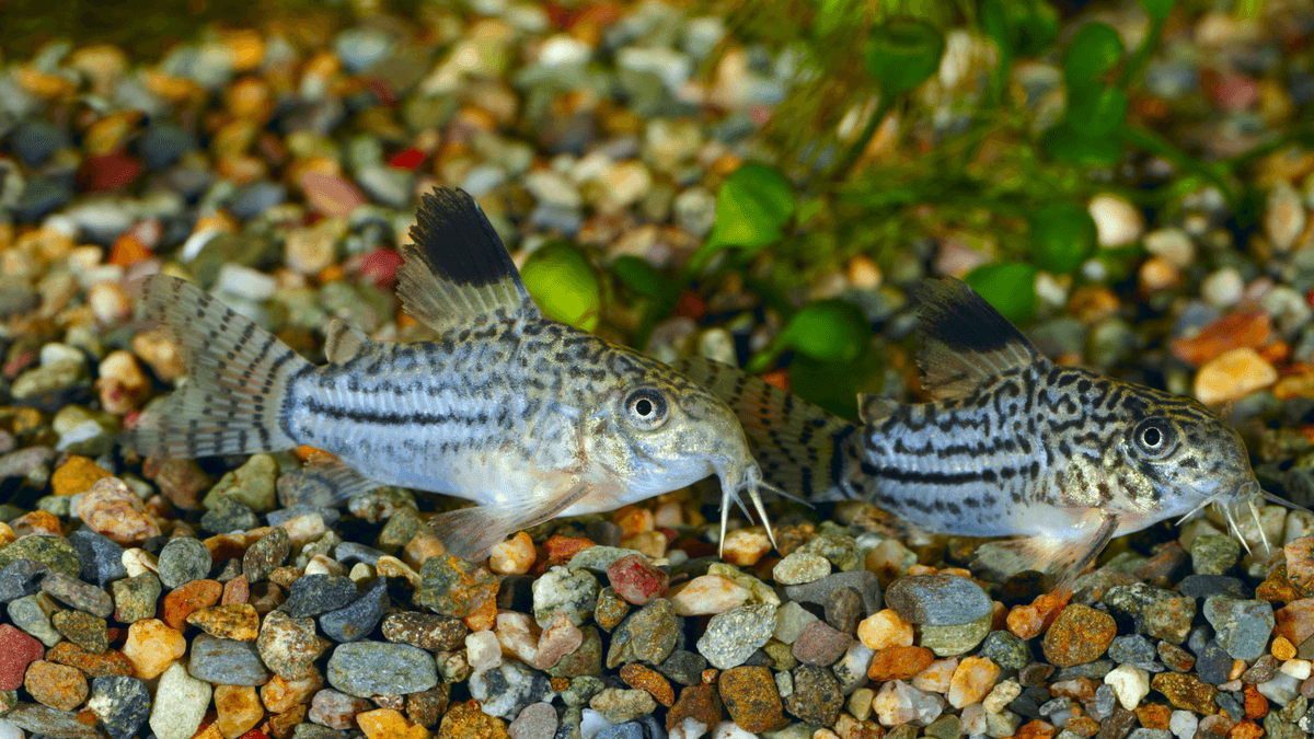 An image of a Julii corydoras