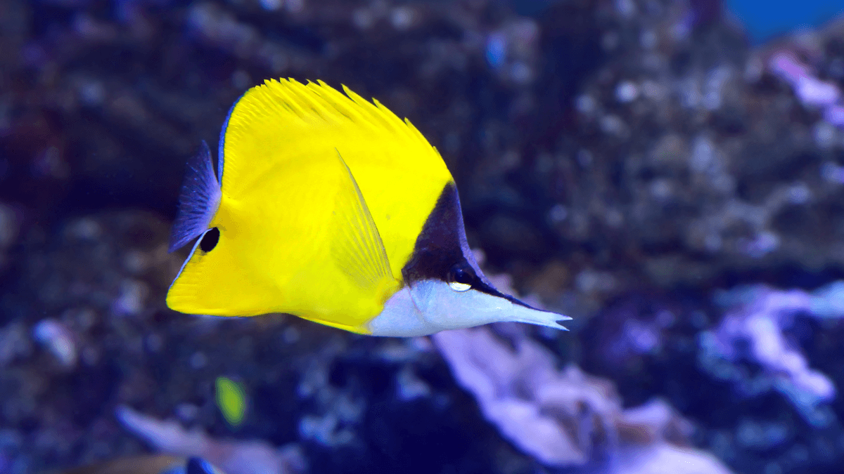 An image of a Longnose butterflyfish