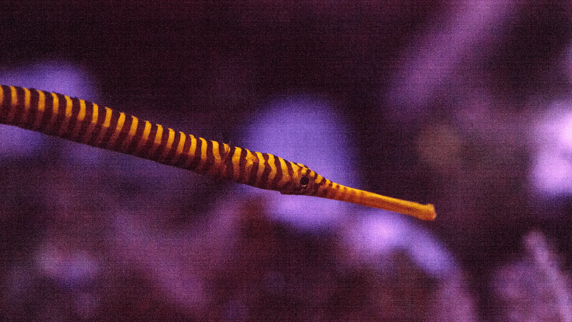 A photo of Yellow multibanded pipefish