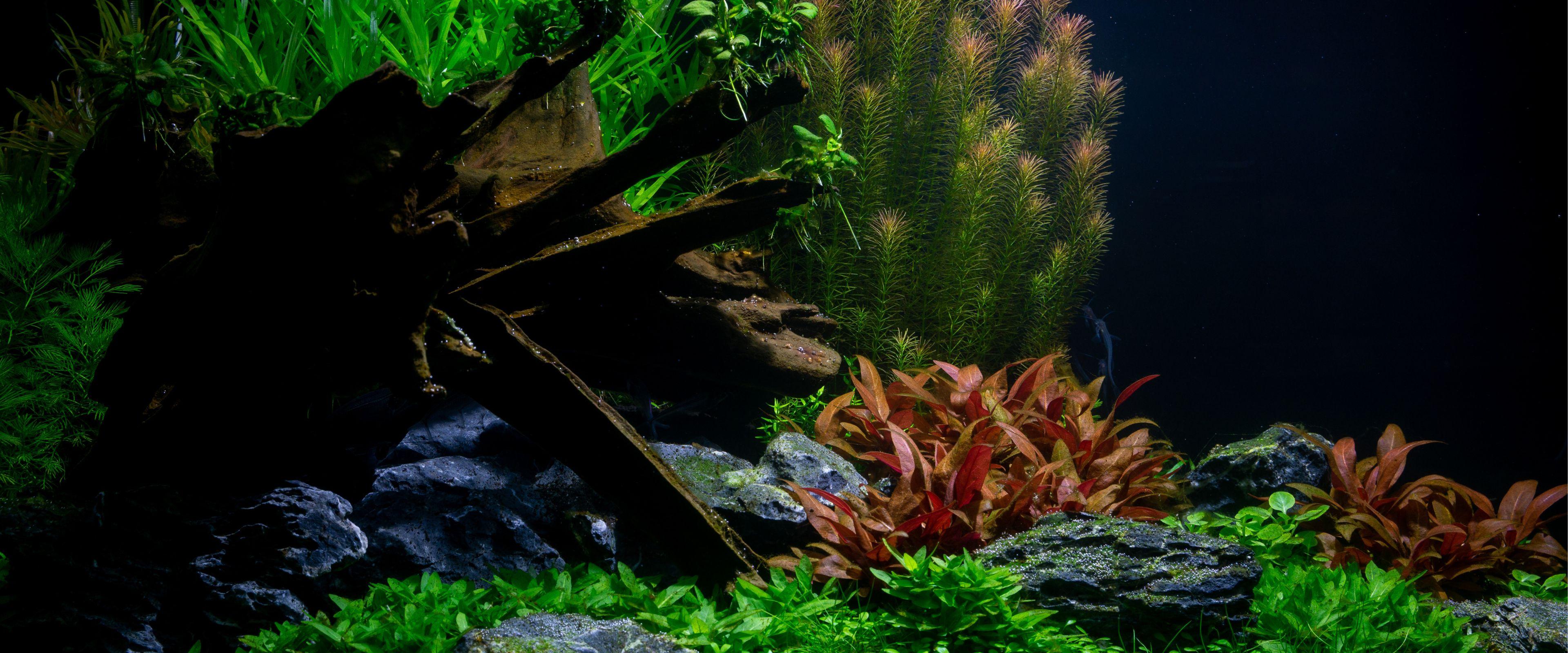 A photo of The Critical Role of pH in Aquariums