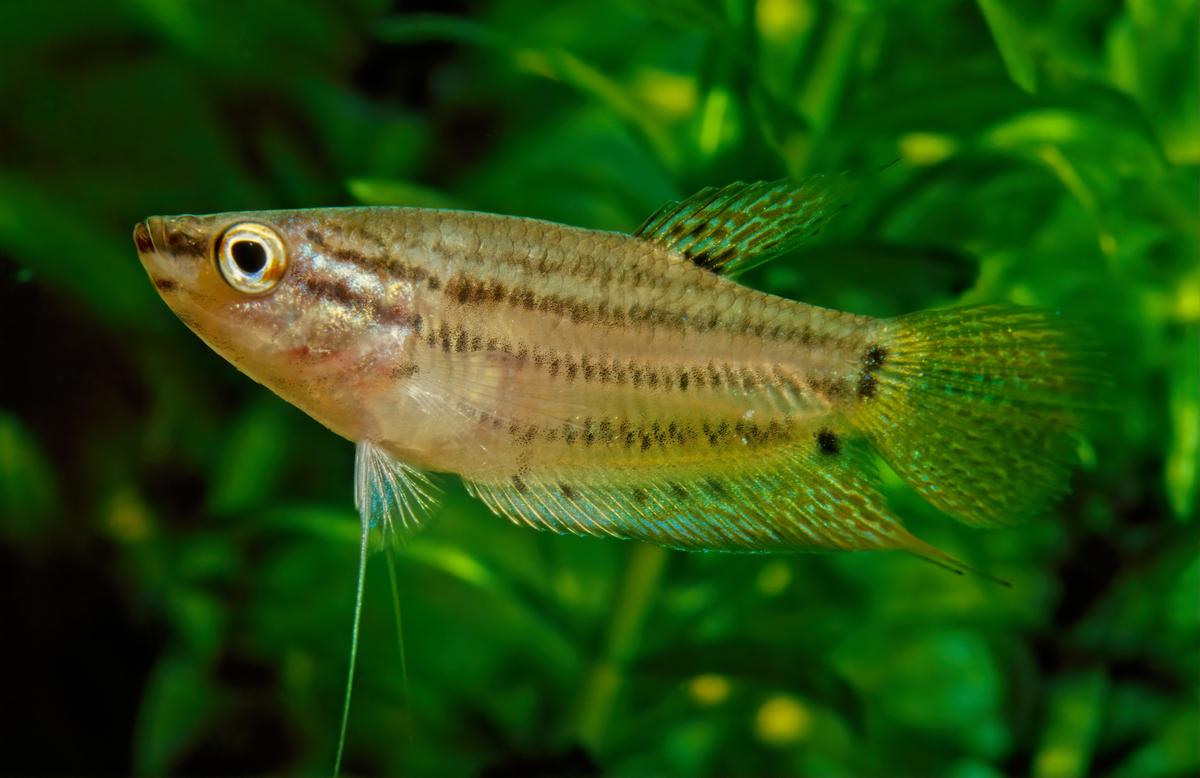 An image of a Croaking gourami