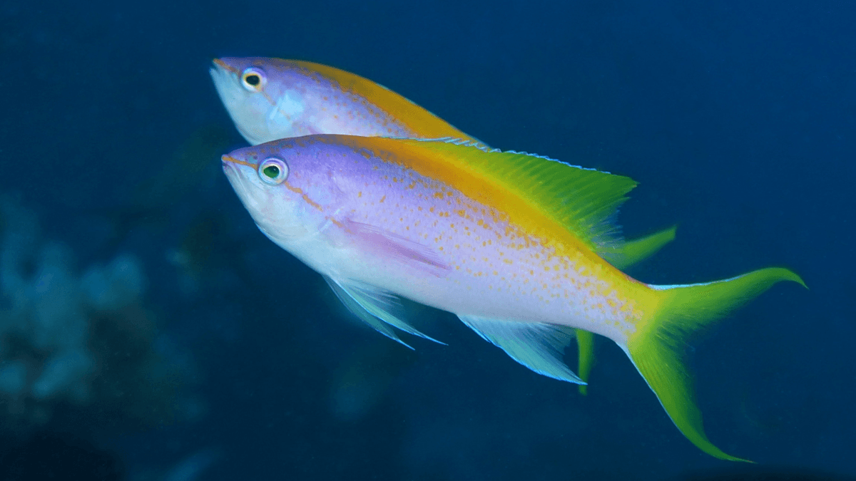 An image of a Yellowback fusilier