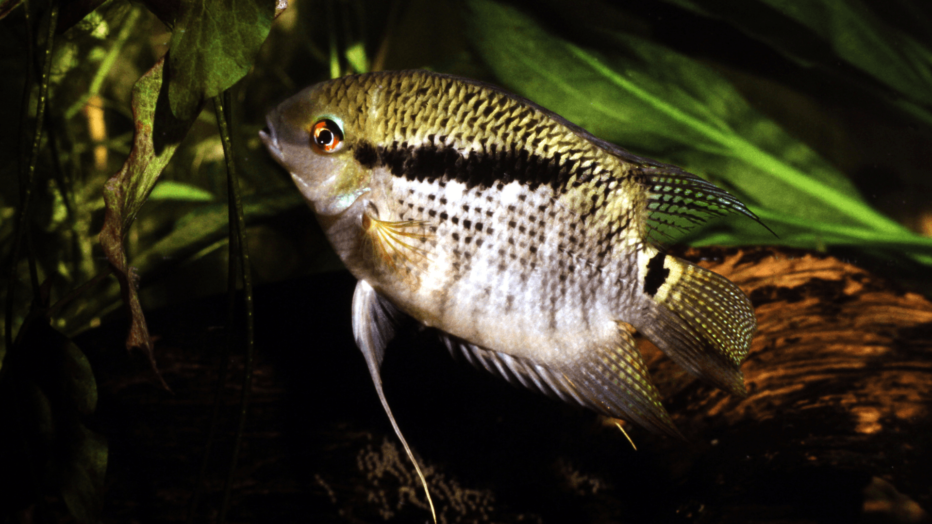 A photo of Flag cichlid