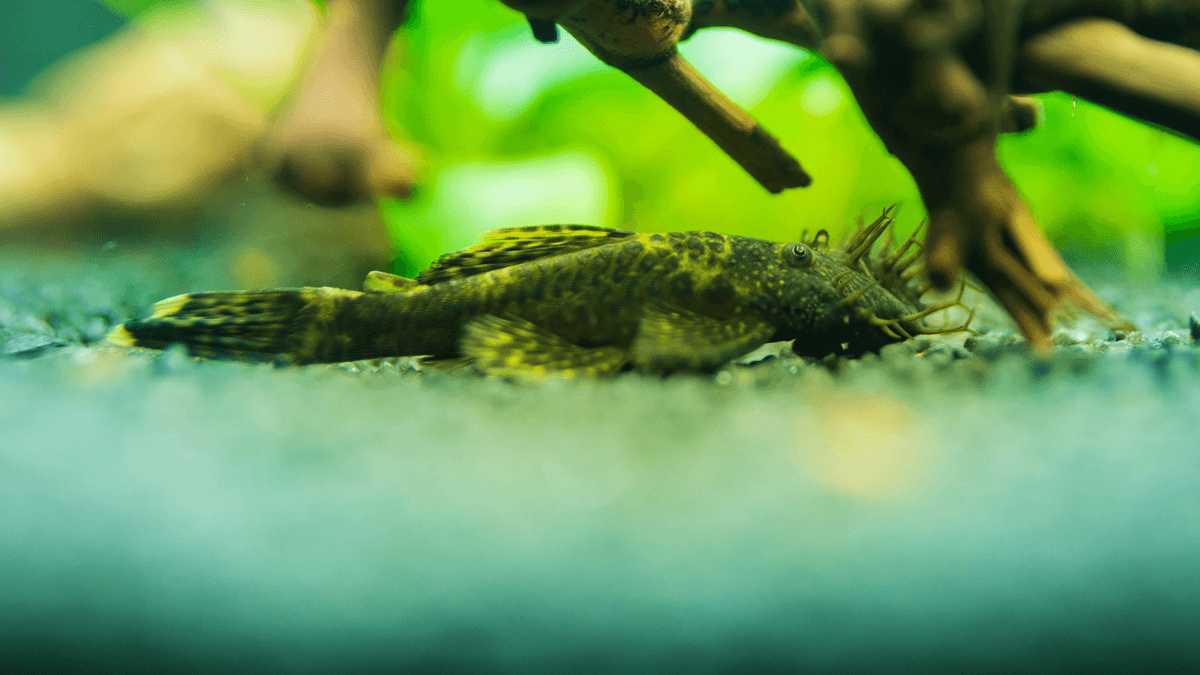 An image of Bristlenose pleco