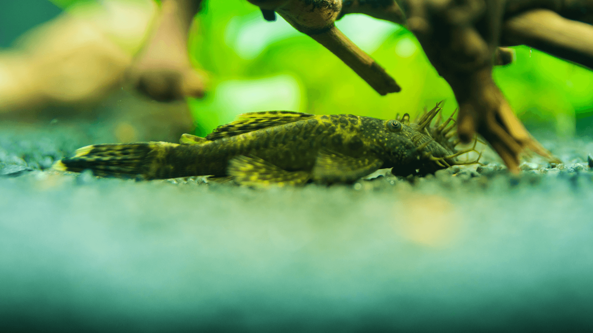 A photo of Bristlenose pleco