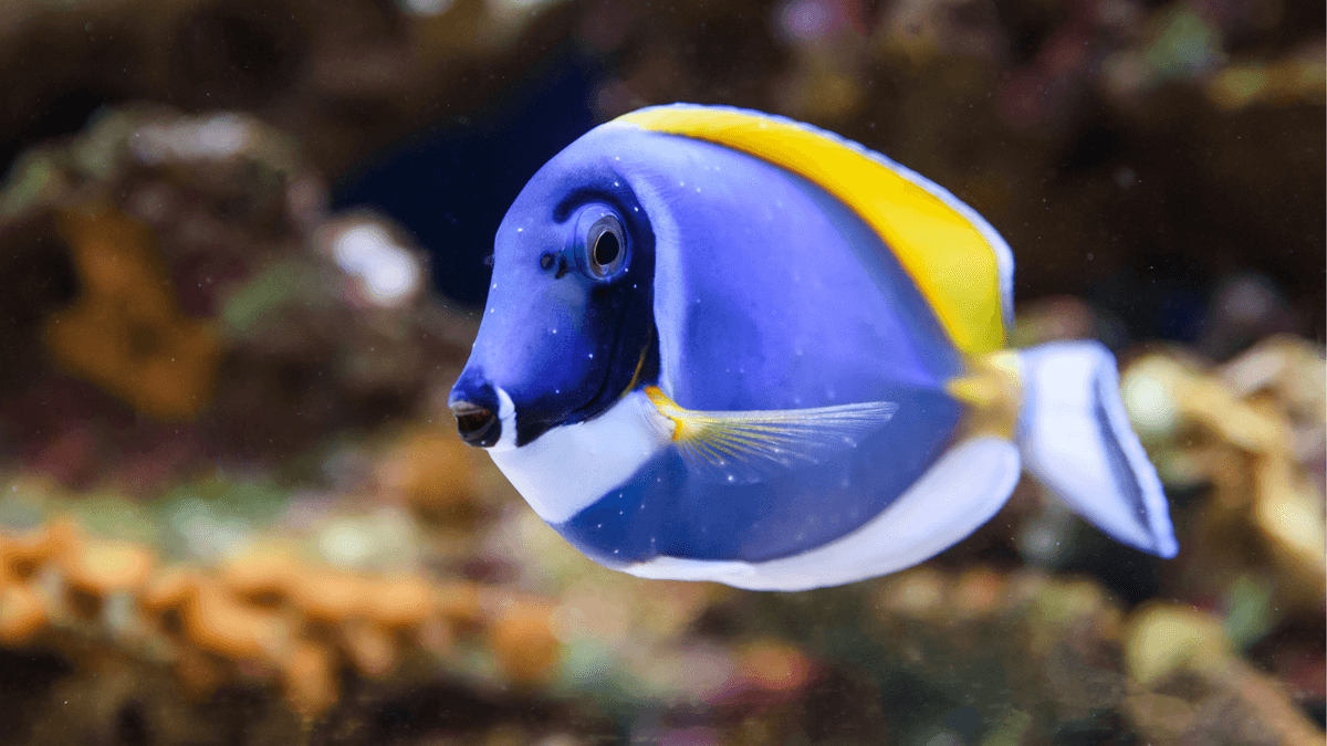 An image of a Powder blue tang