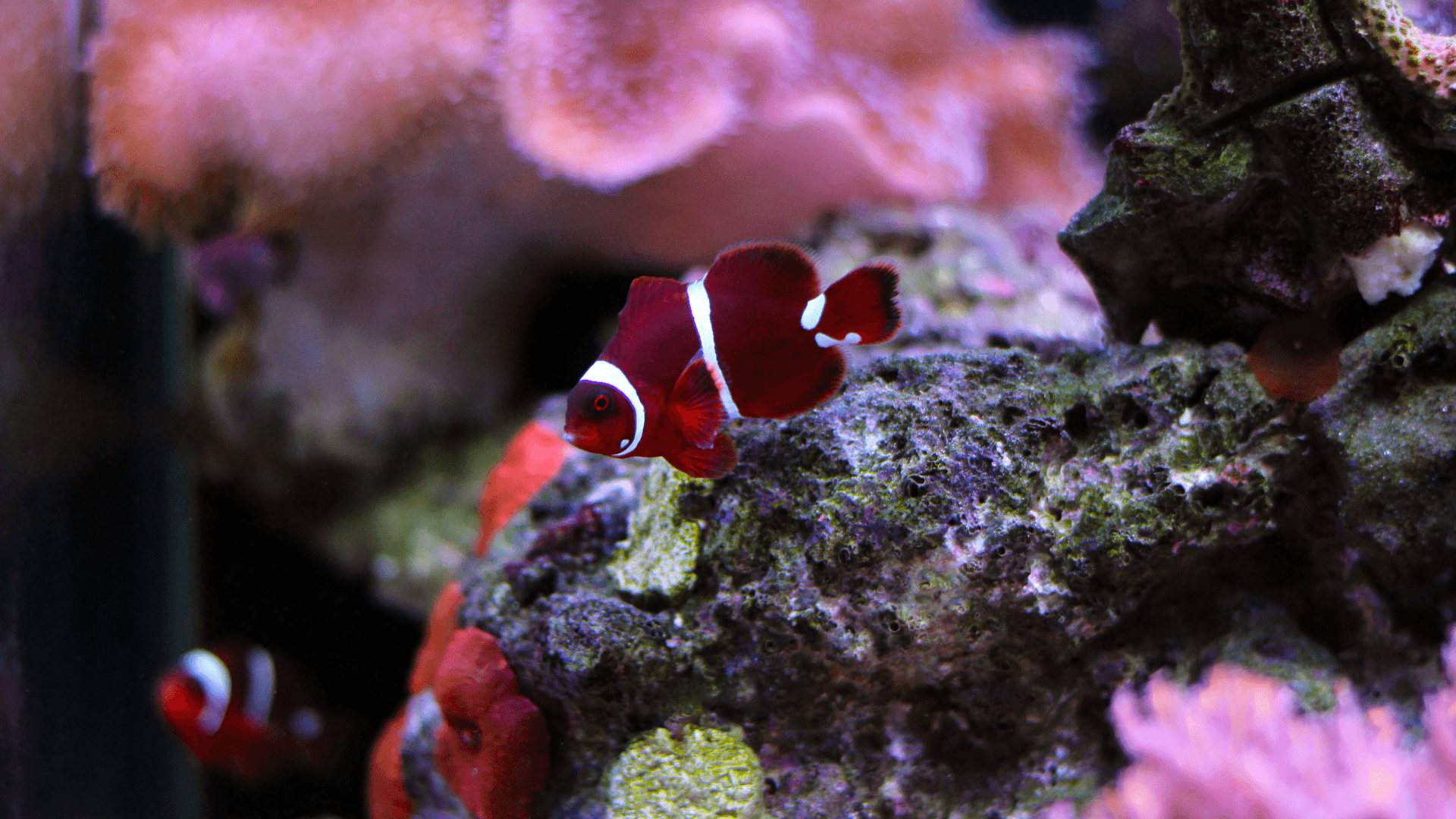 A photo of Maroon clownfish