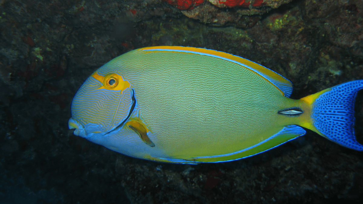 An image of a Dussumieri tang