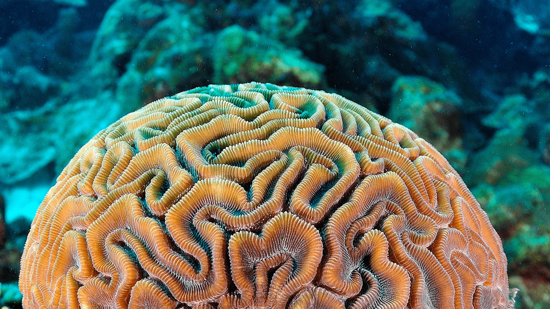 A photo of Brain Corals