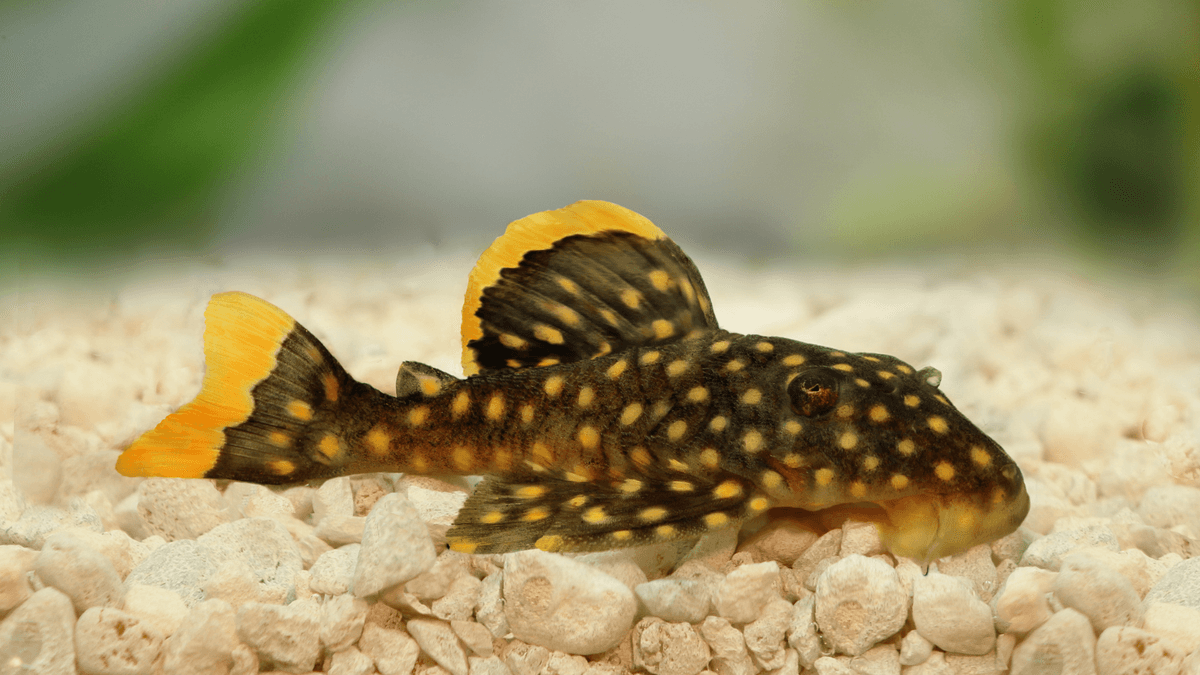 An image of a Gold nugget pleco