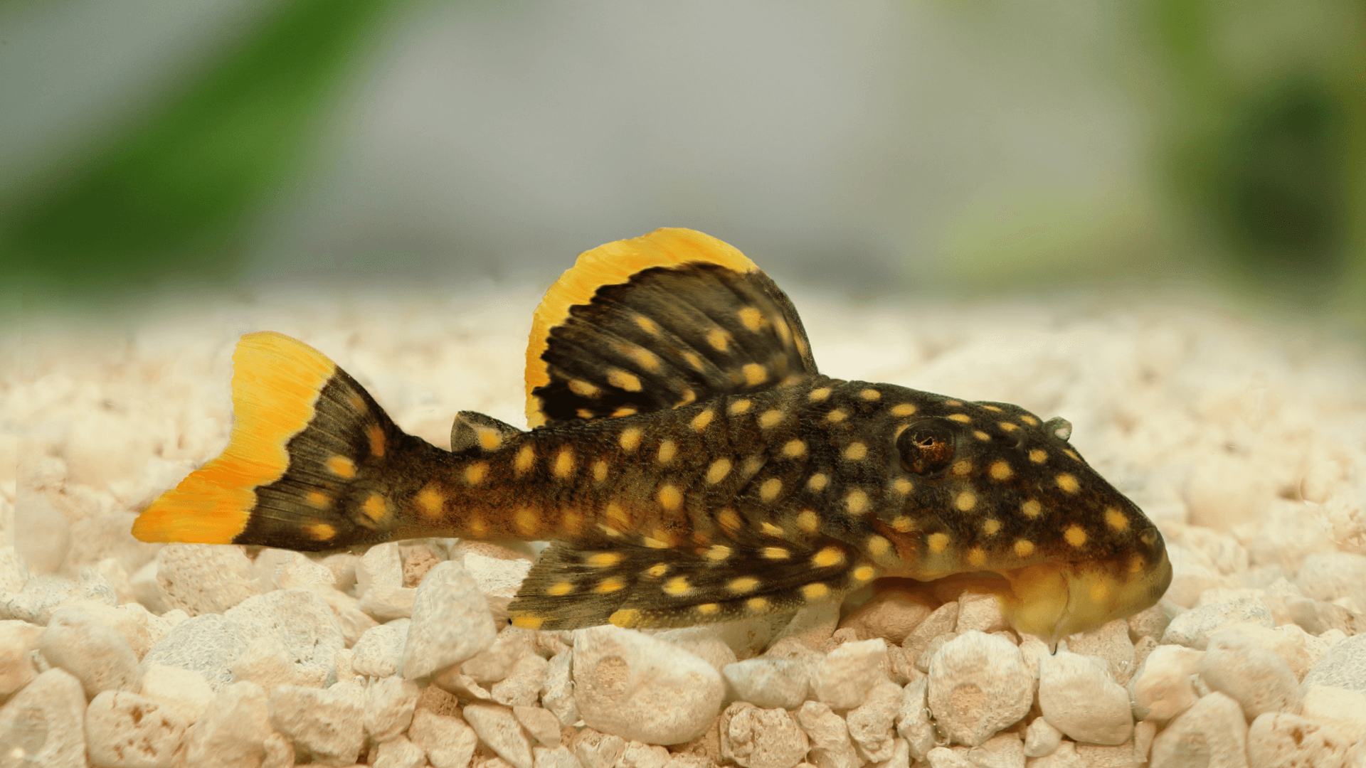 A photo of Gold nugget pleco