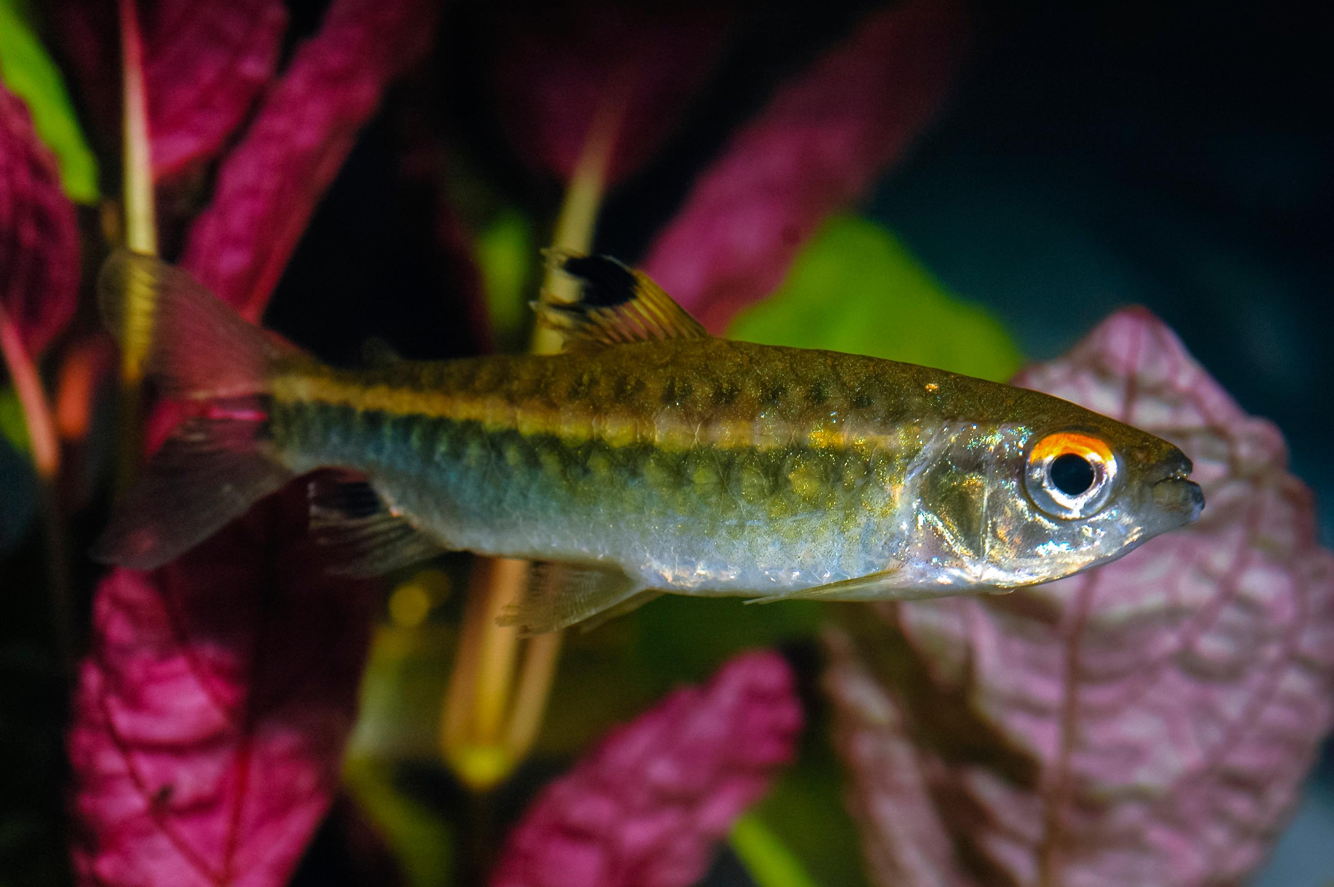 A photo of Niger tetra