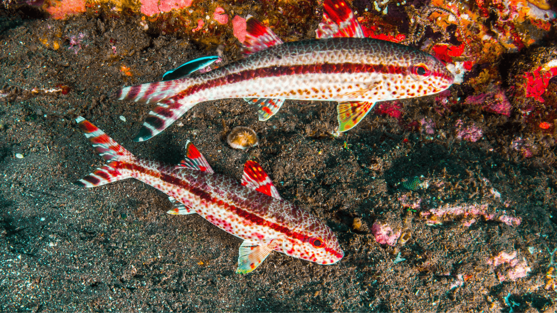 A photo of Goatfish