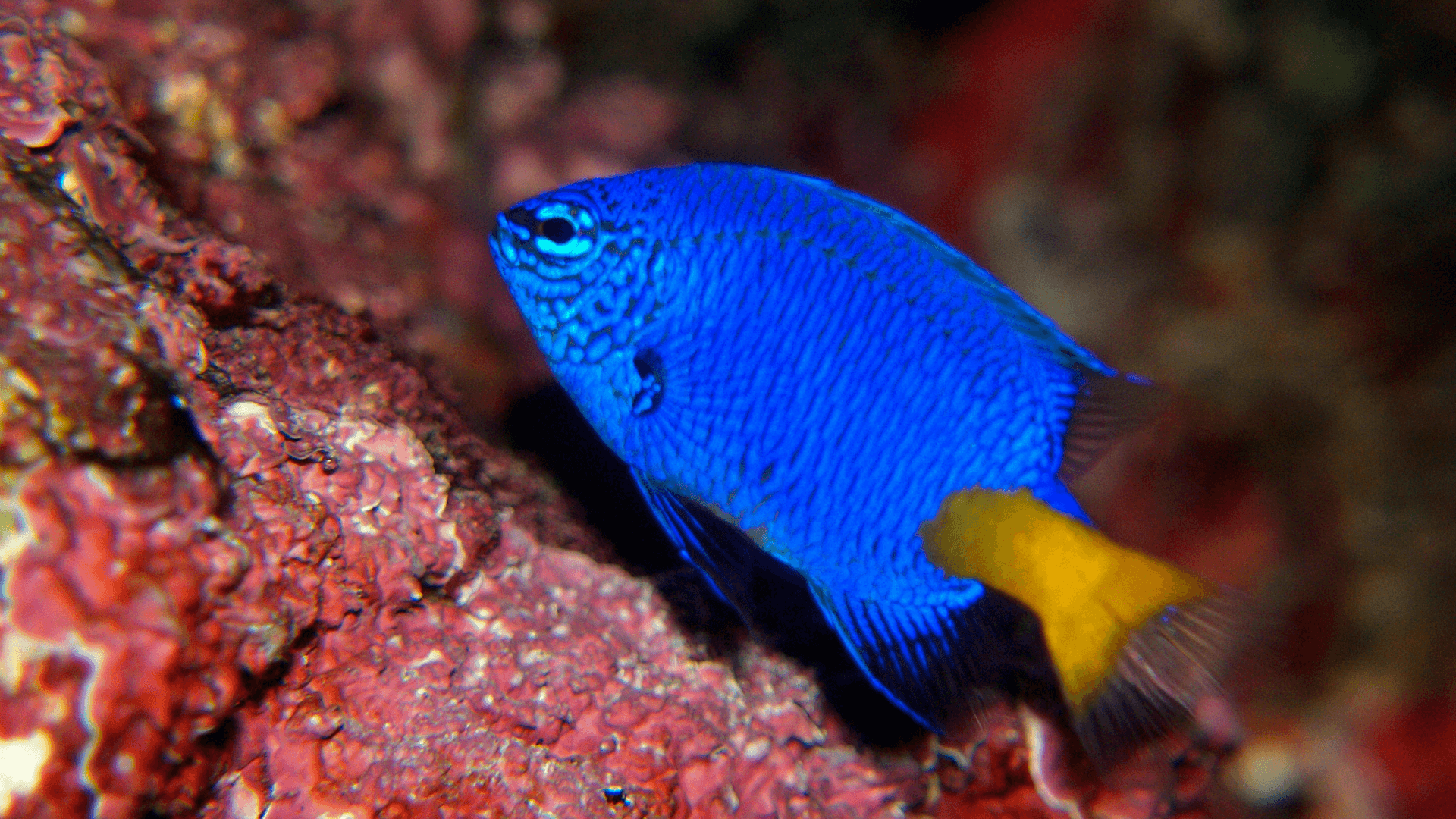 A photo of Fiji blue devil damsel