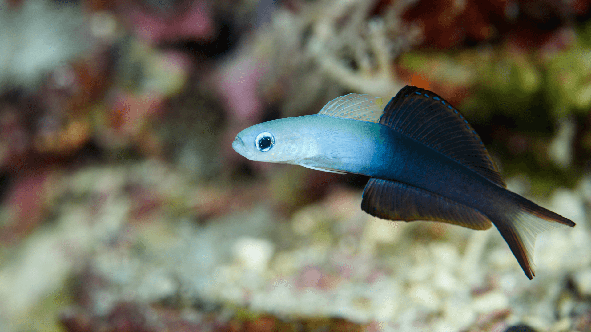 A photo of Dartfish