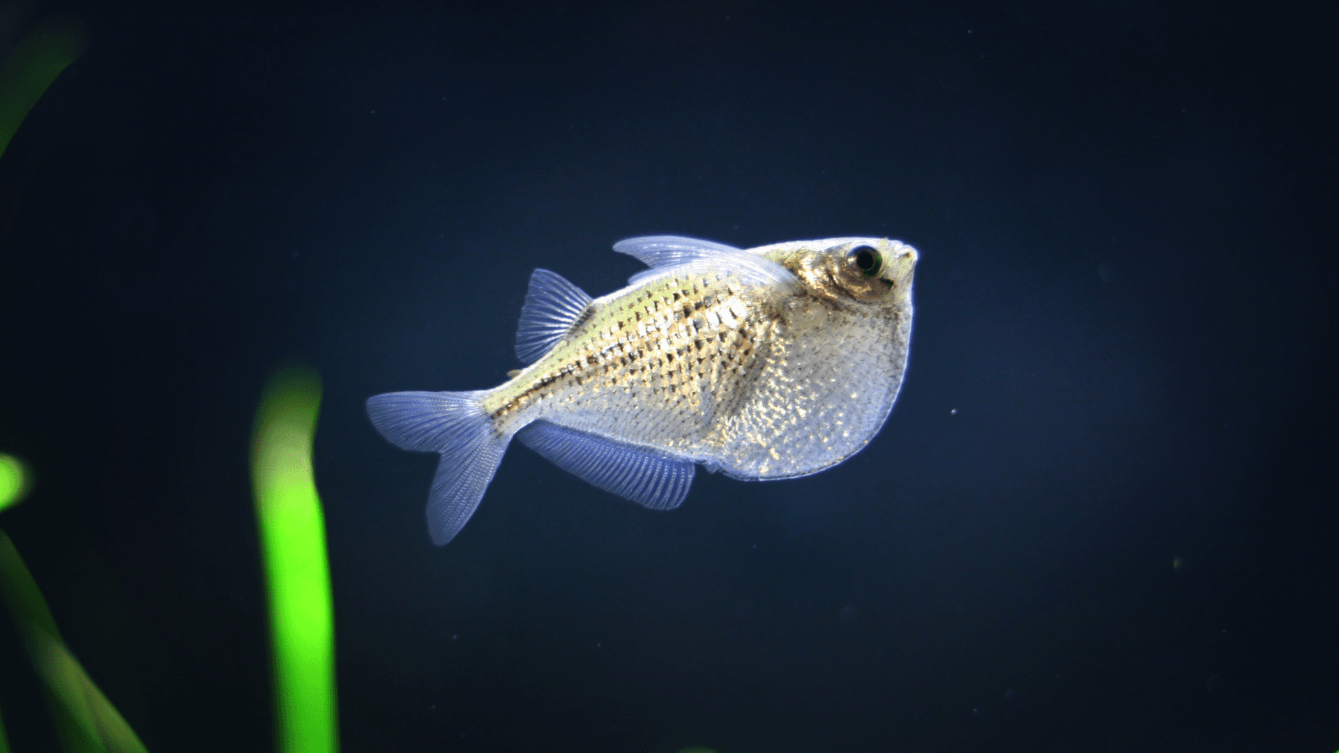 A photo of Hatchetfish