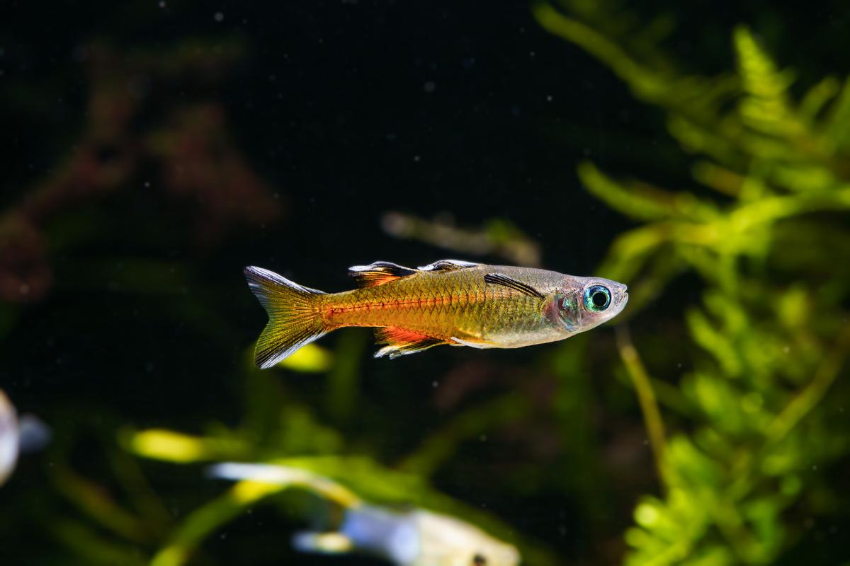 An image of a Pacific blue-eye