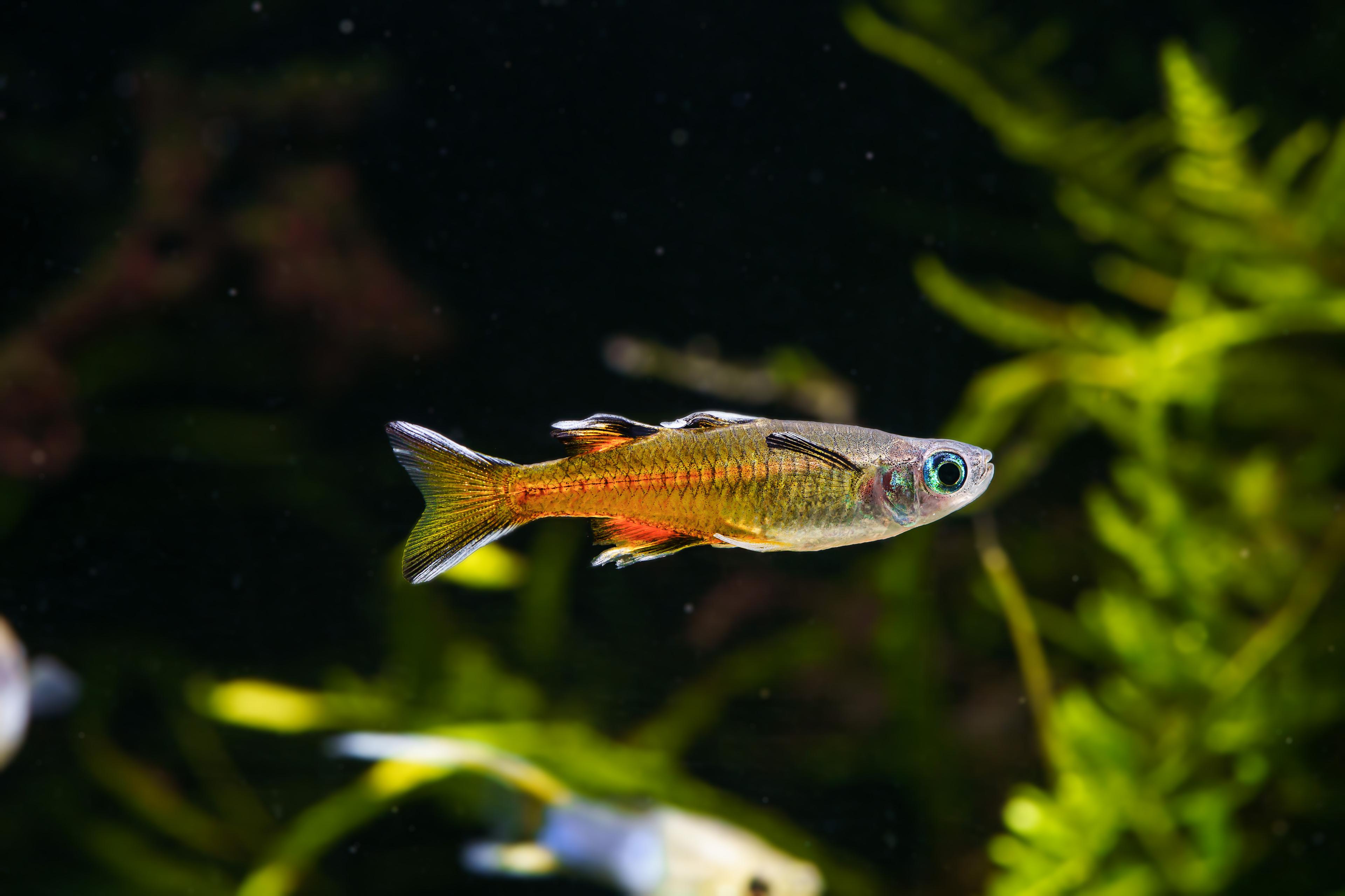 A photo of Pacific blue-eye