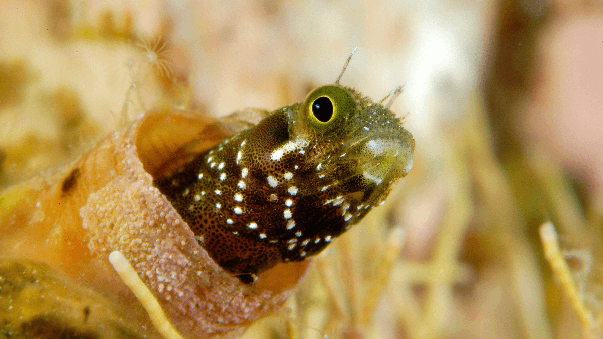 An image of a Spinyhead blenny