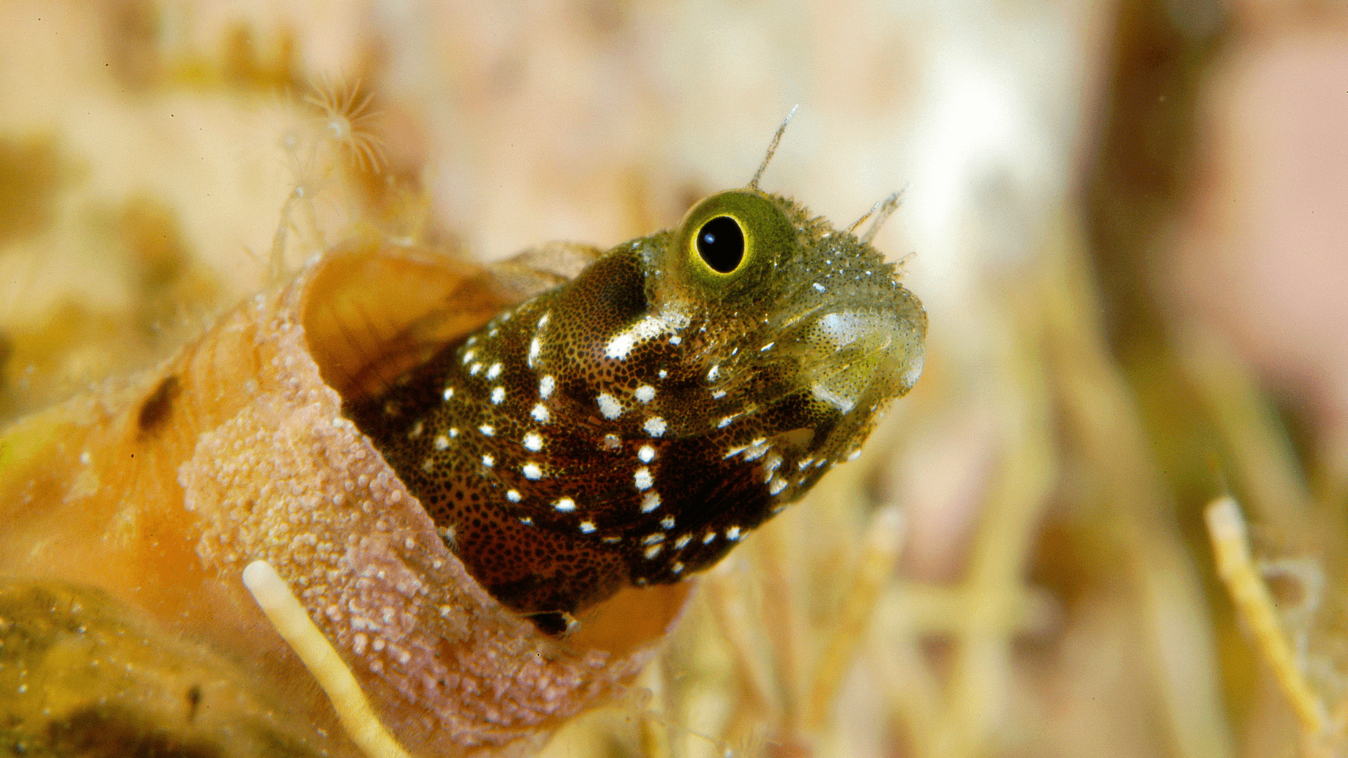 A photo of Spinyhead blenny