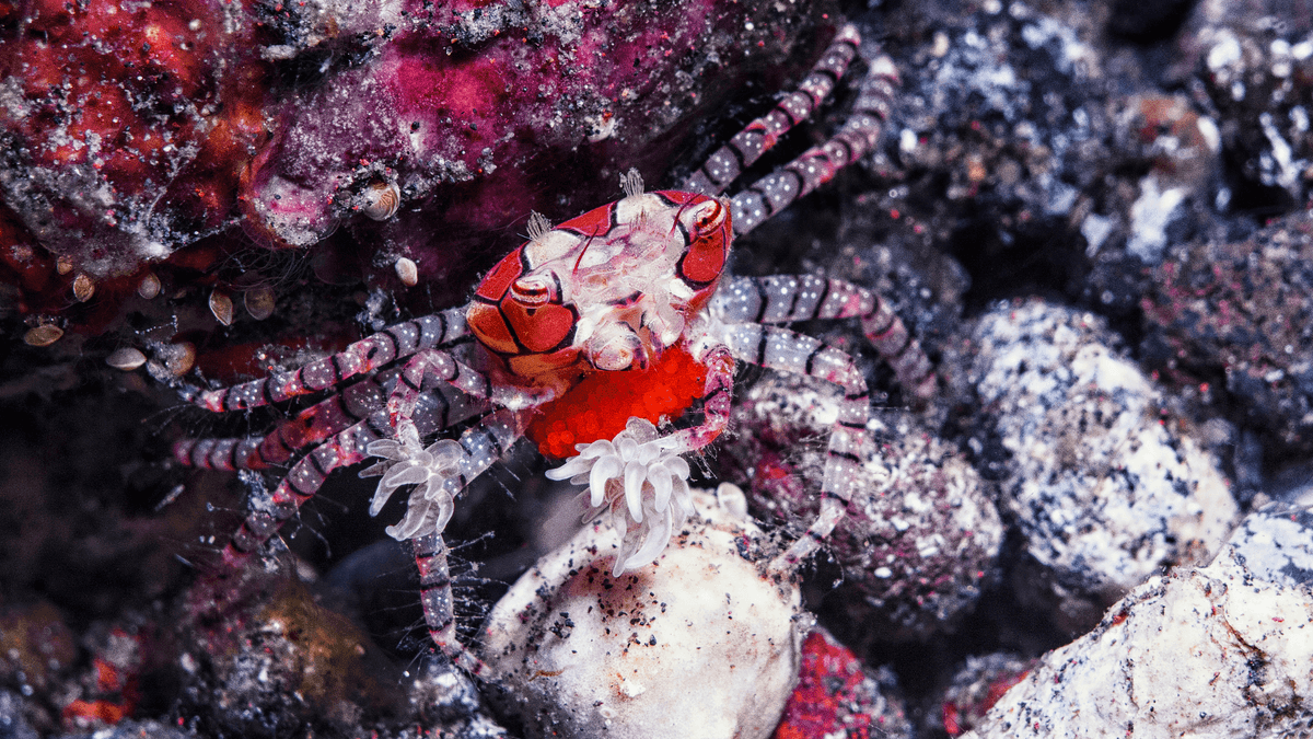 An image of a Pom Pom Crab