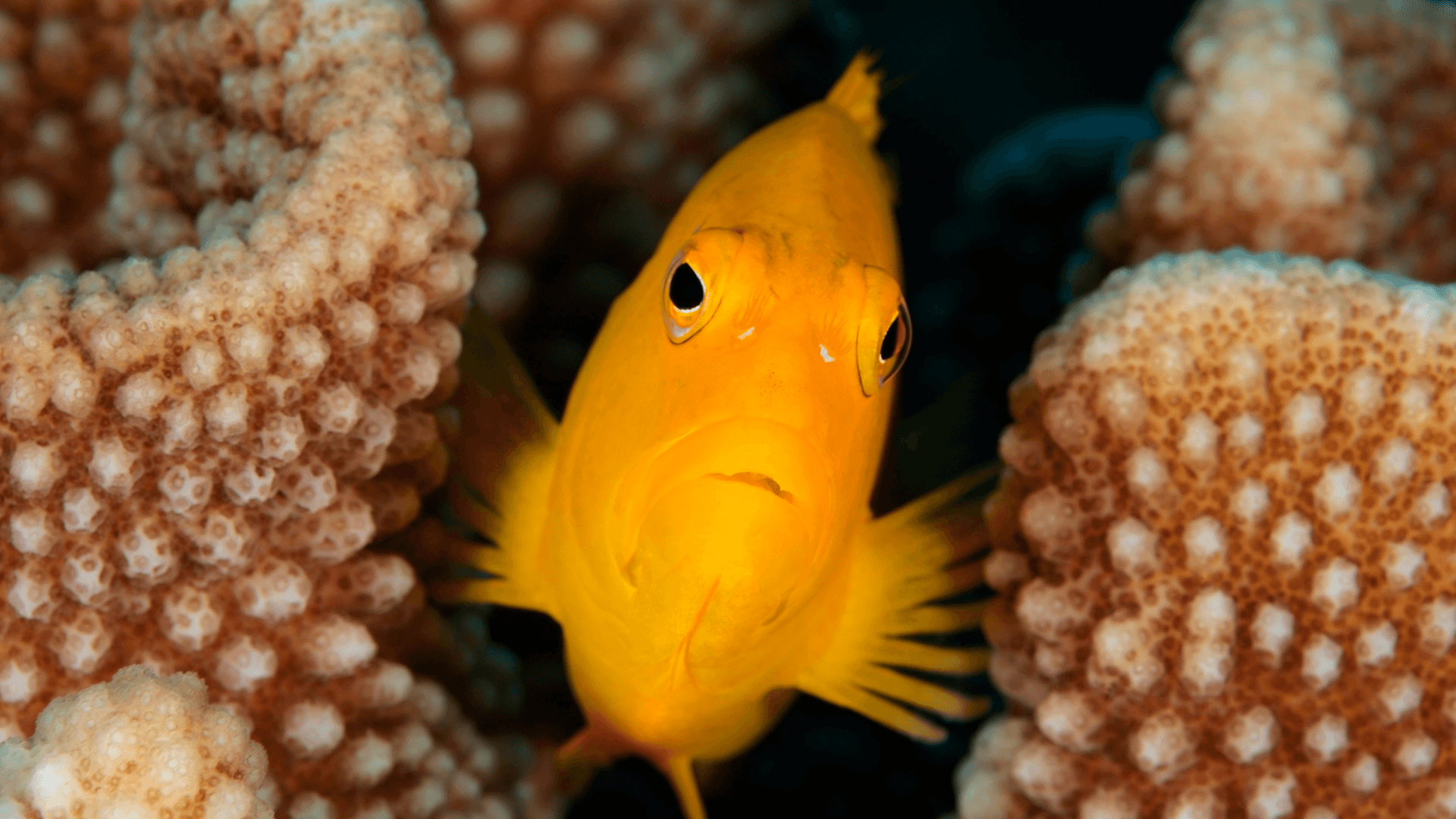 A photo of Yellow hawkfish