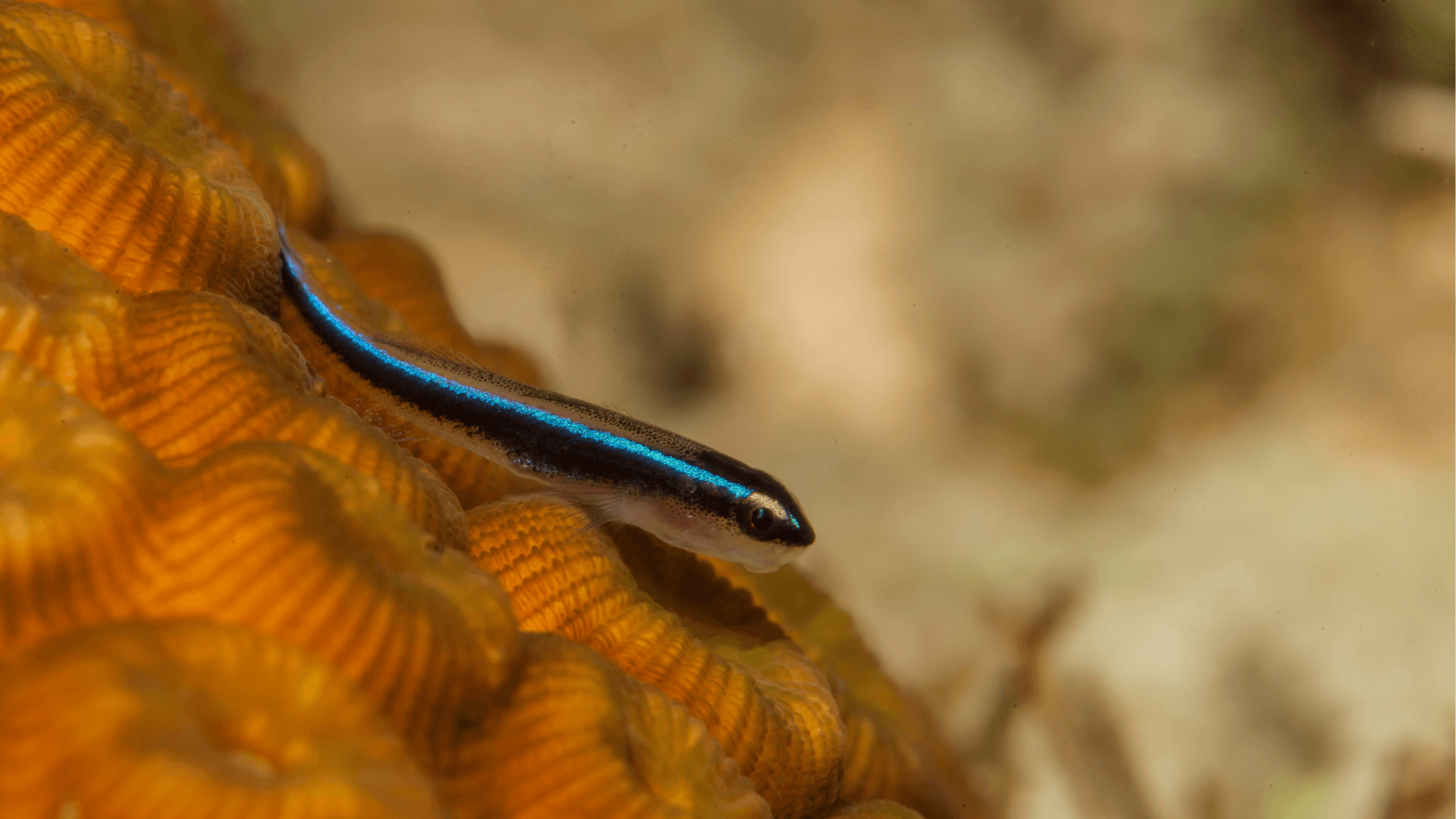 A photo of Neon goby