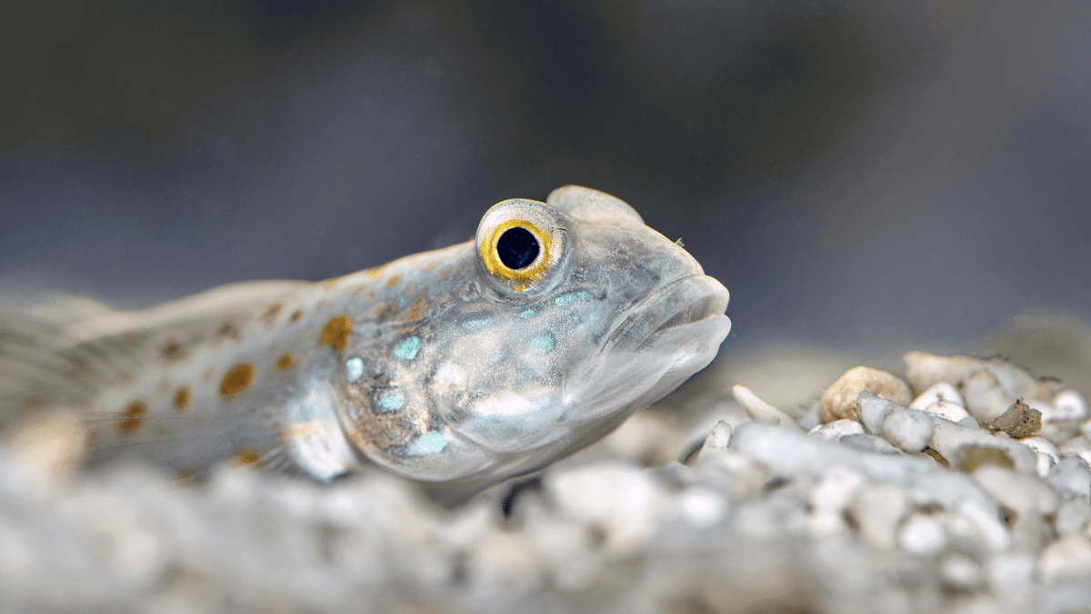 An image of a Diamond watchman goby