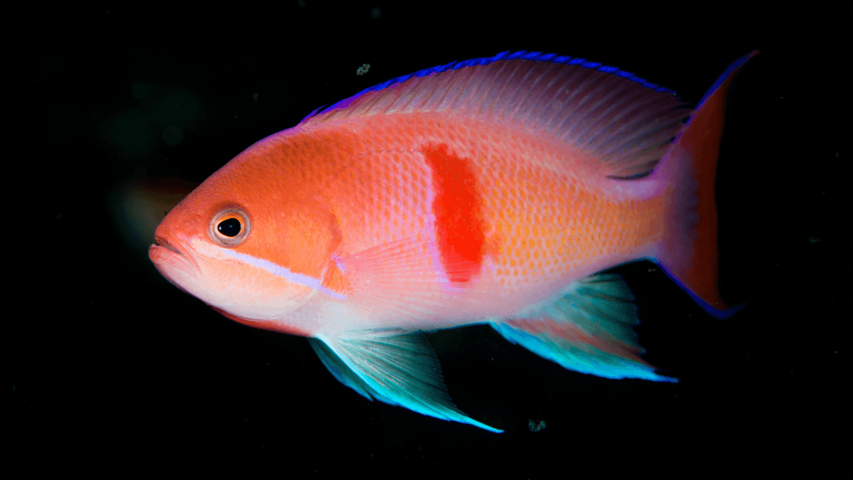 An image of a Redbar anthias