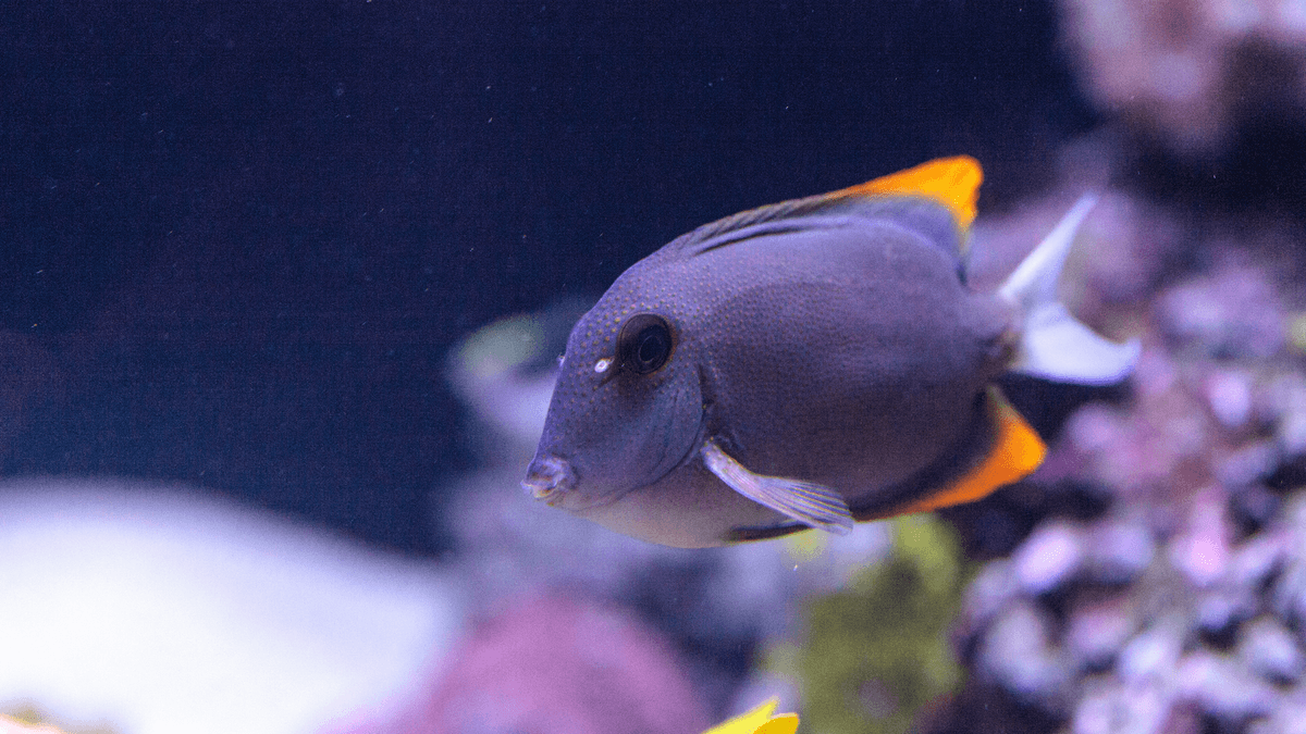 An image of a Tomini tang