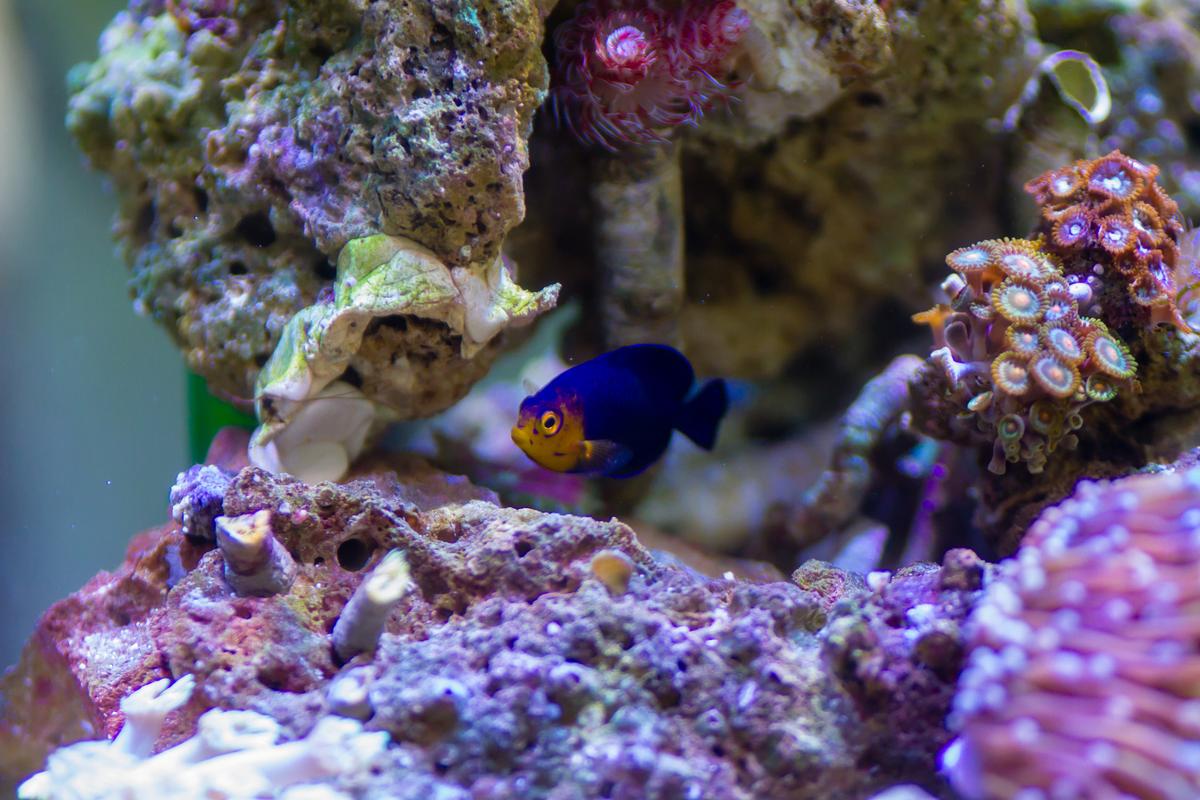 An image of a Pygmy angelfish