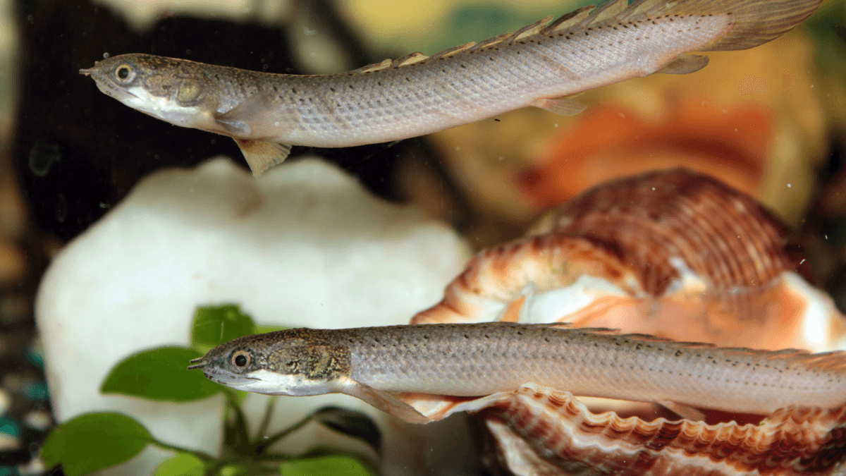 An image of a Gray bichir