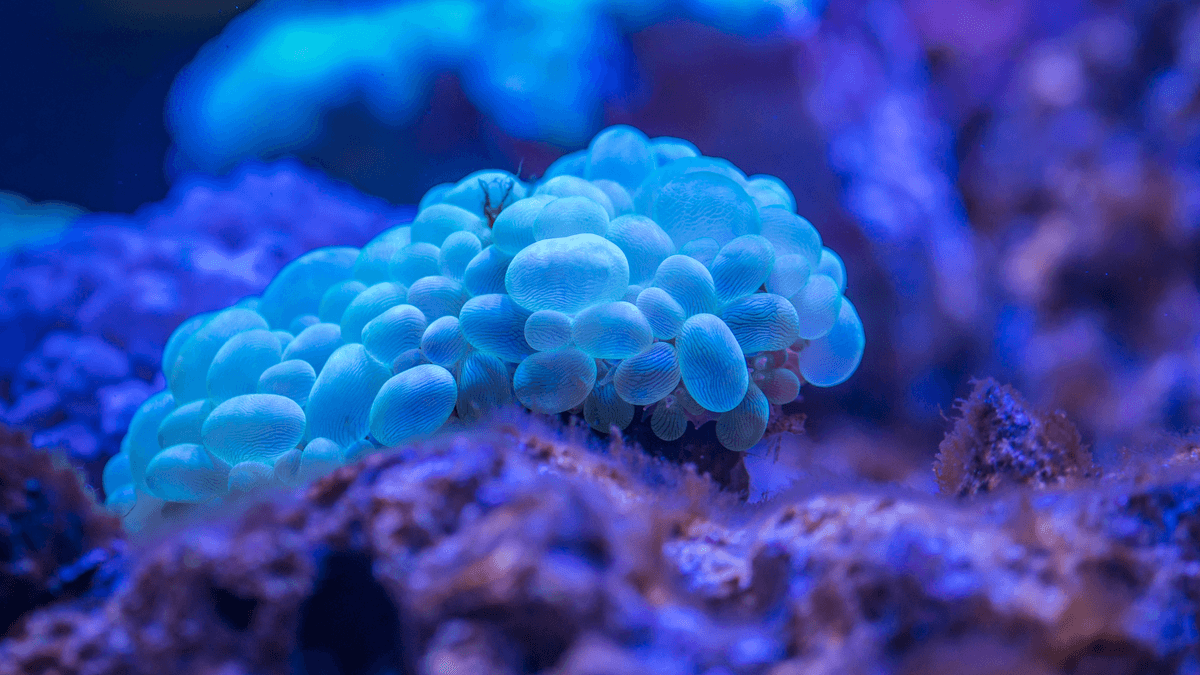 An image of a Bubble Coral