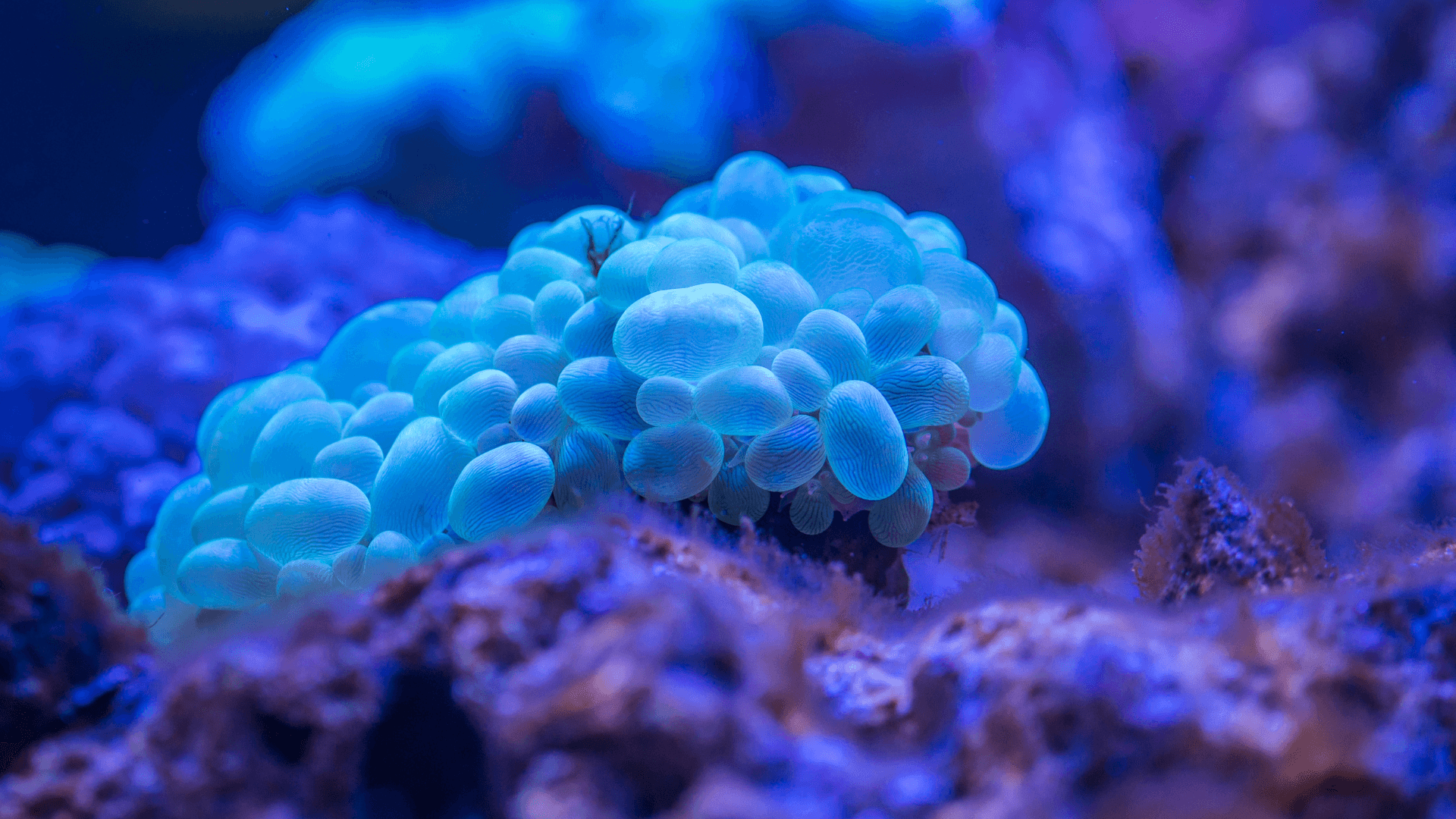 A photo of Bubble Coral