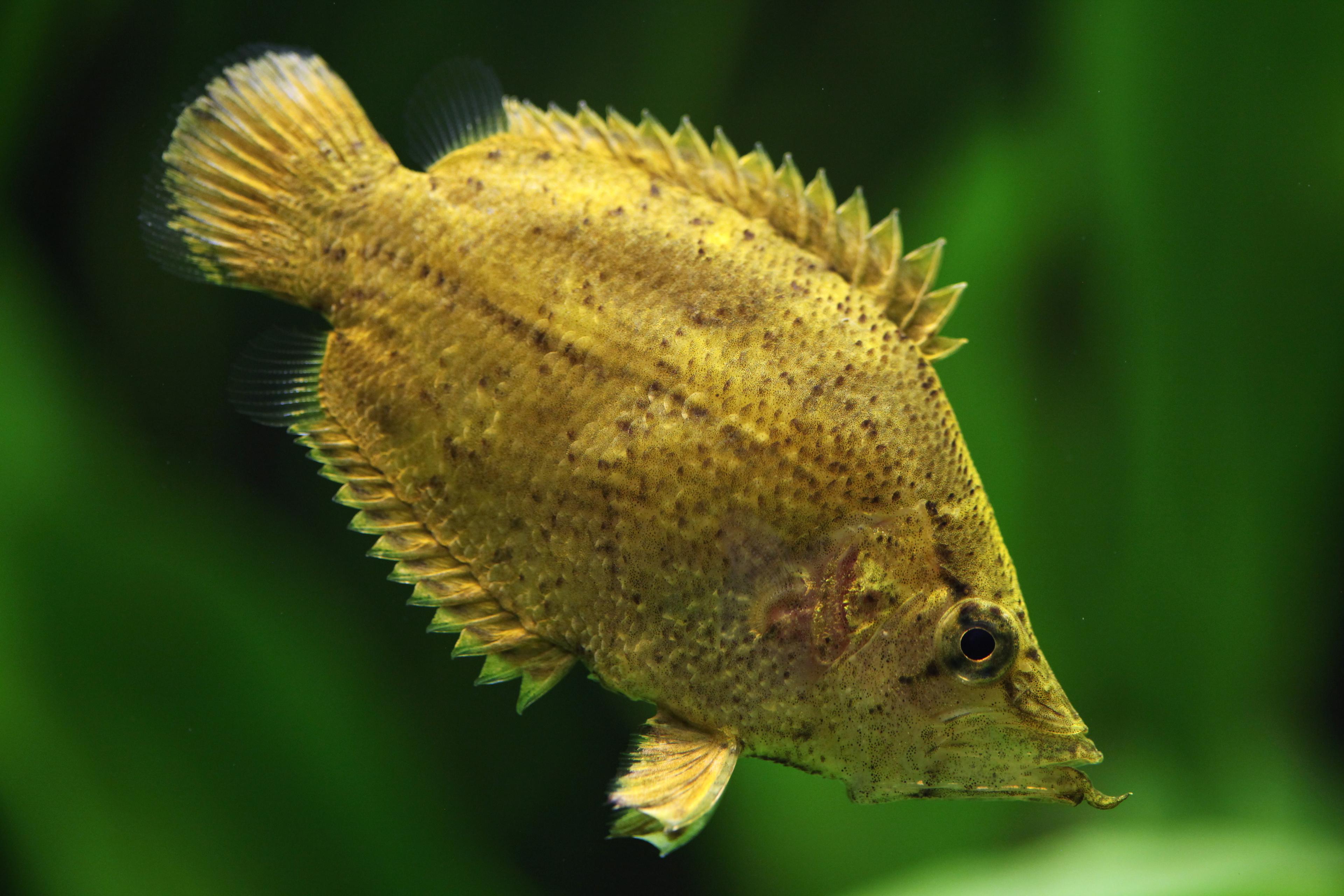 A photo of Amazon leaffish