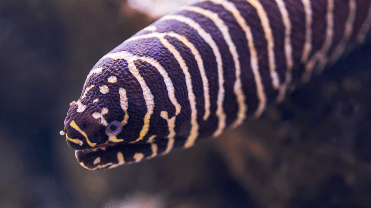 An image of a Zebra moray