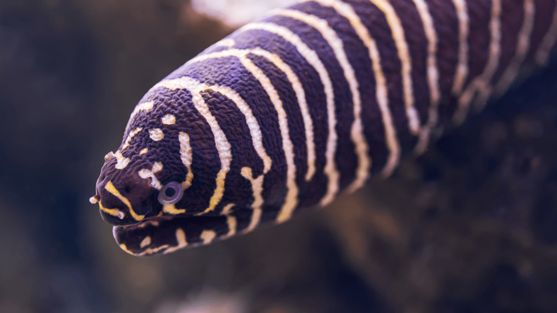 A photo of Zebra moray