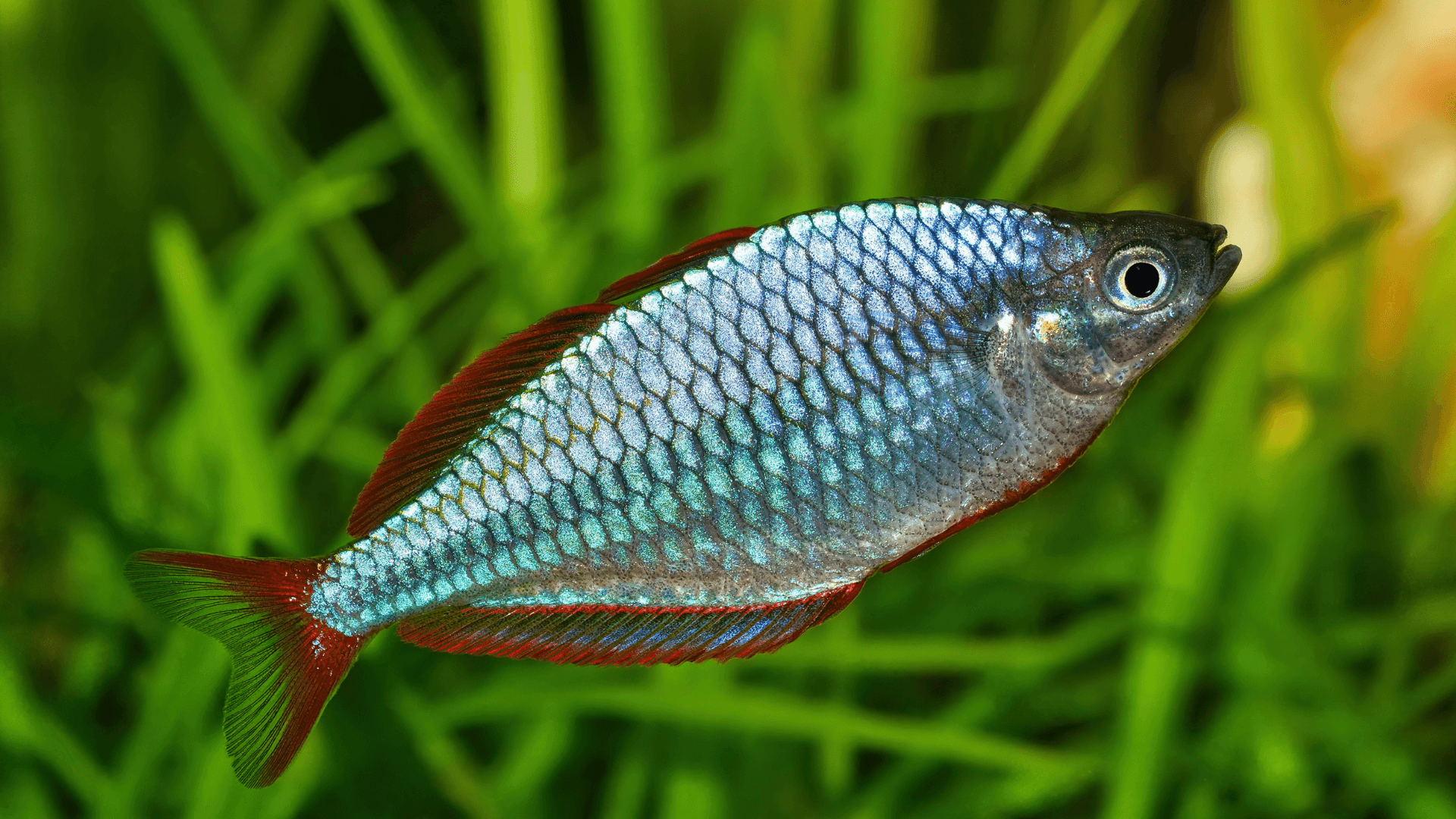 A photo of Neon rainbowfish