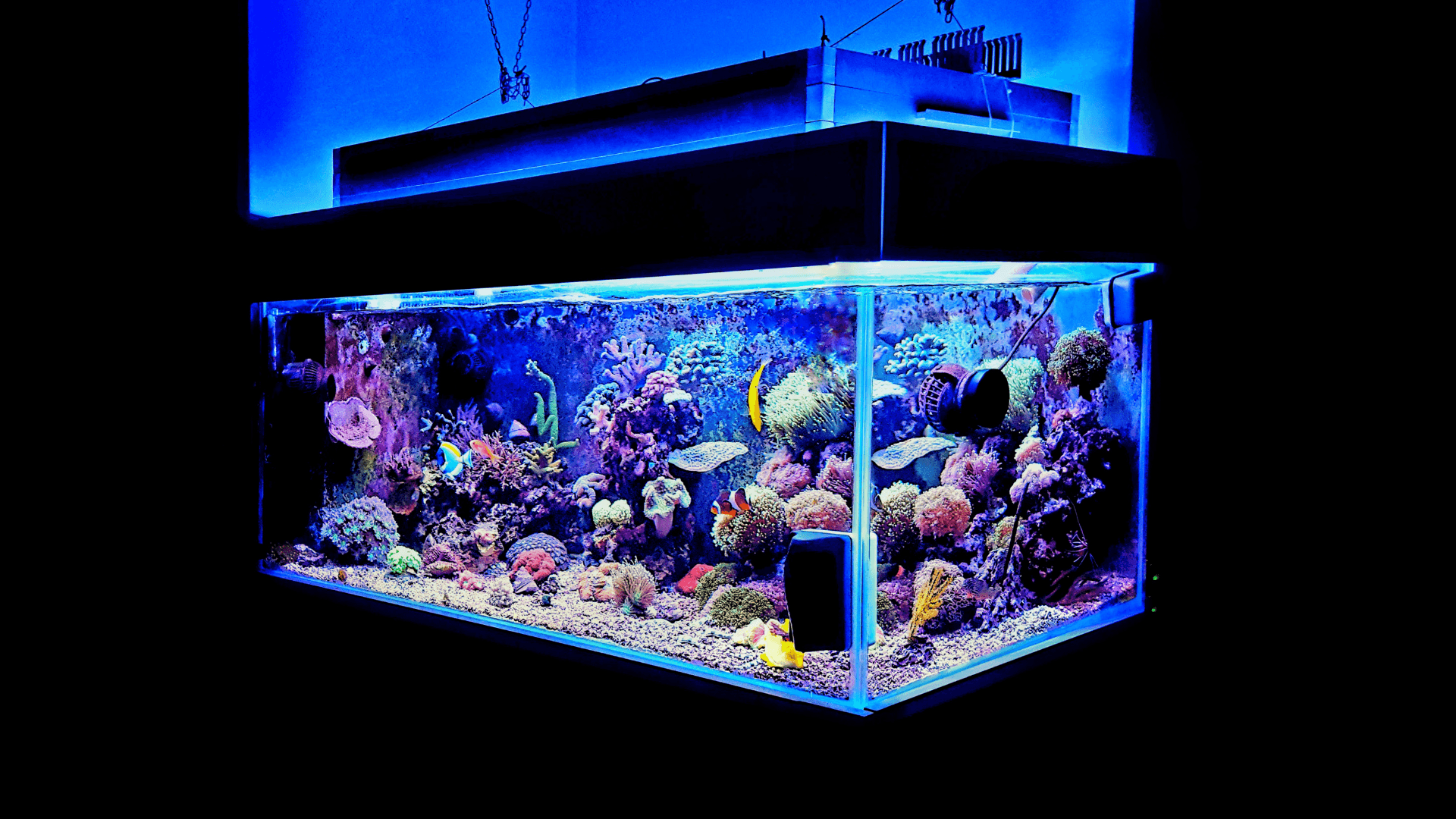 A photo of All about aquarium lighting