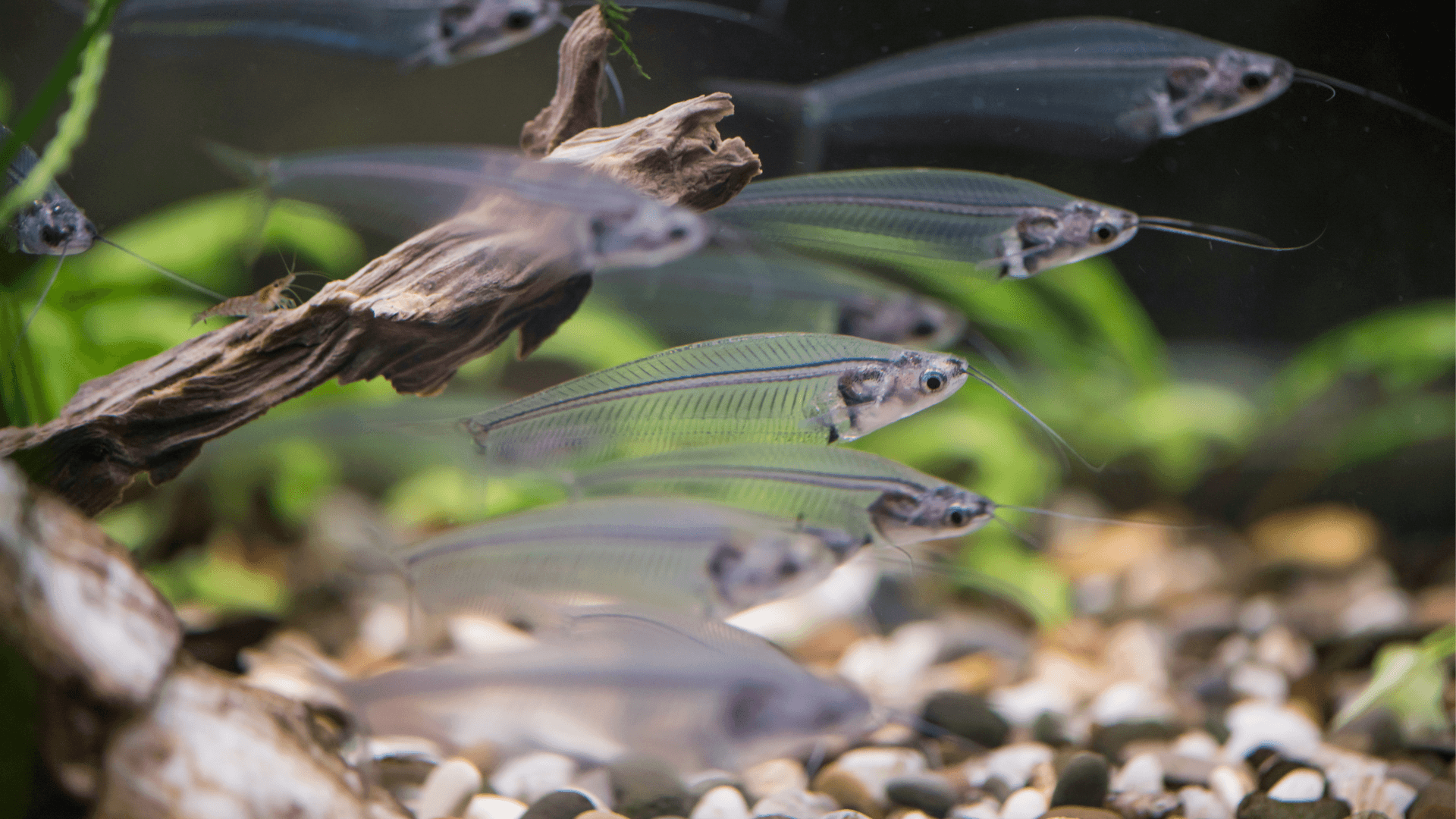 A photo of Glass catfish