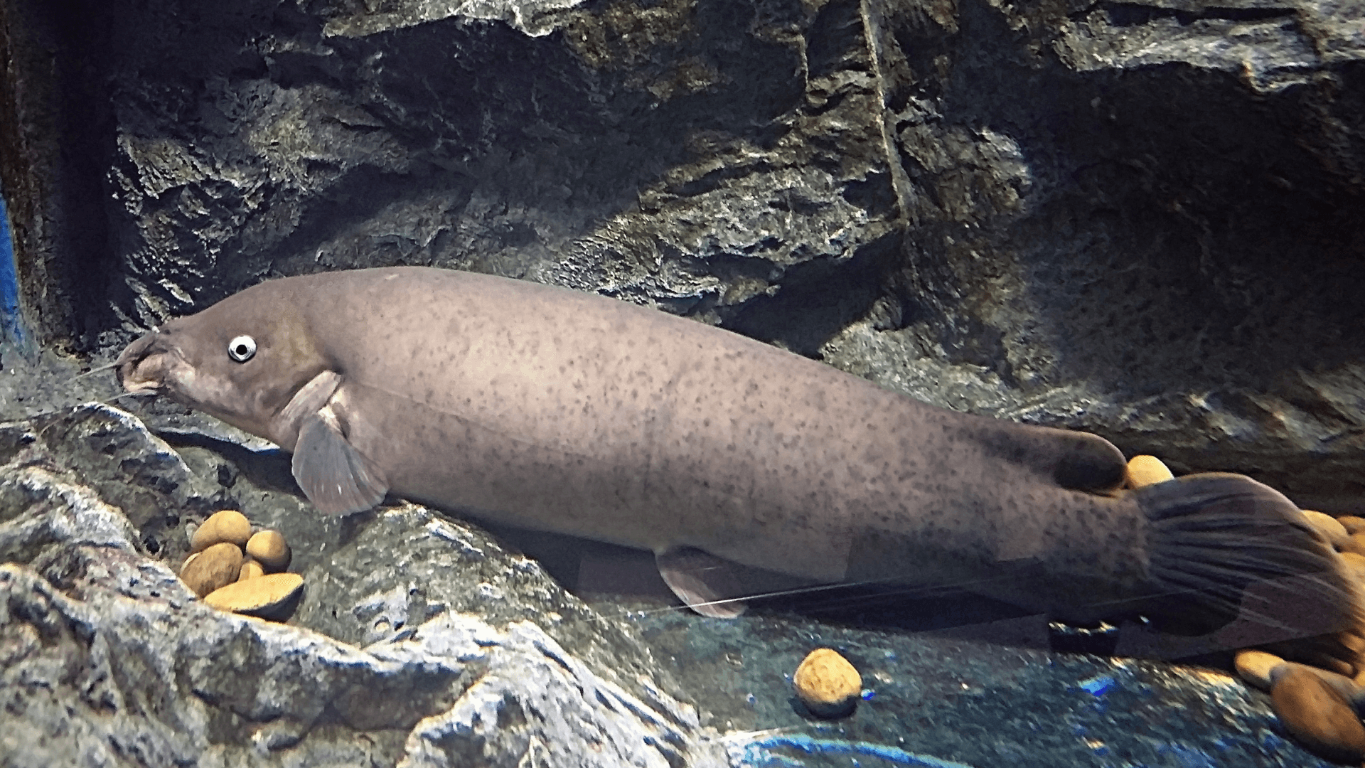 A photo of Electric catfish