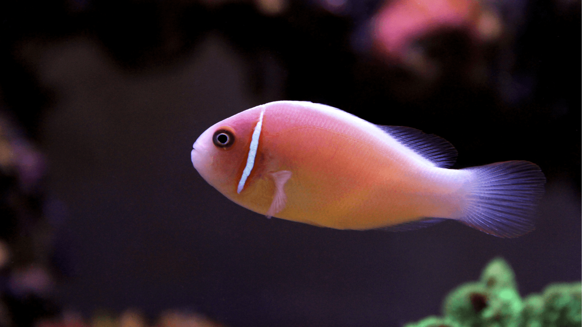 An image of a Pink skunk clownfish