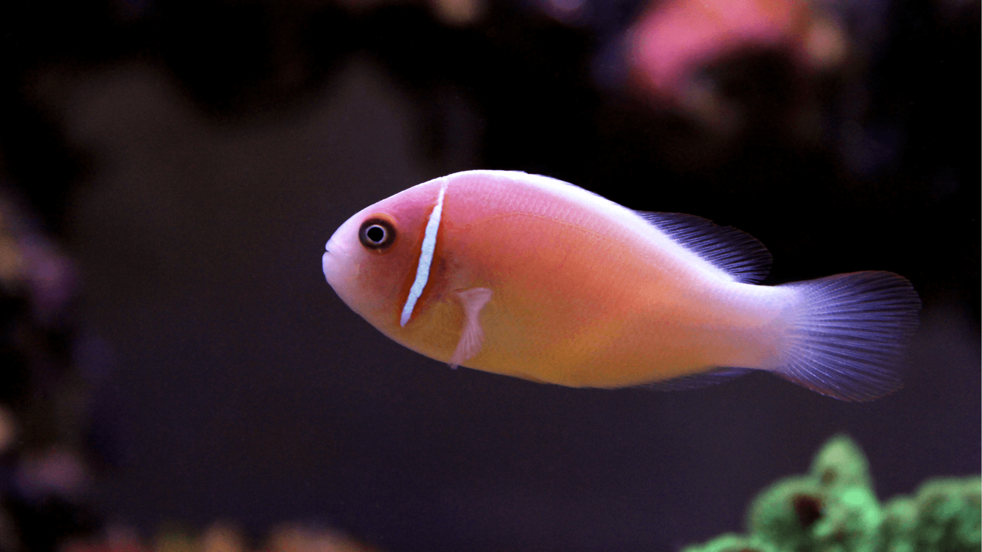 A photo of Pink skunk clownfish