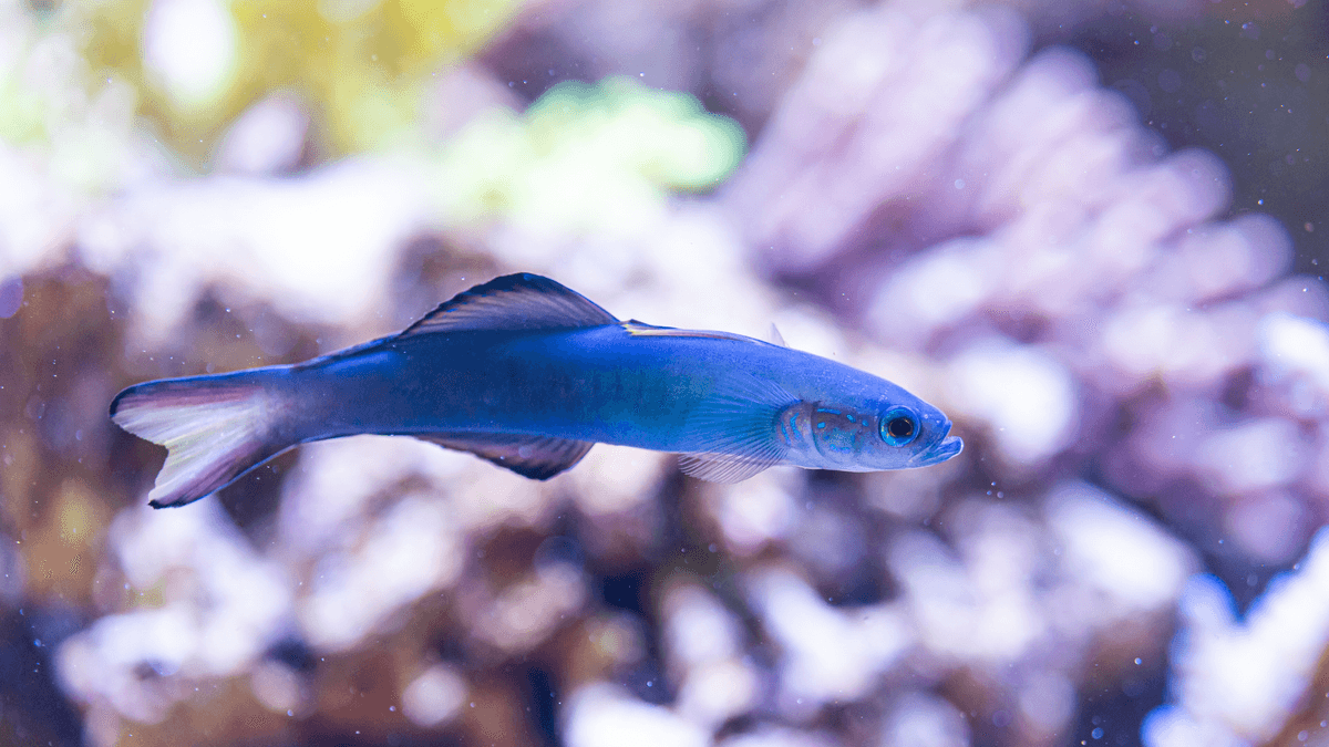 An image of a Scissortail dartfish