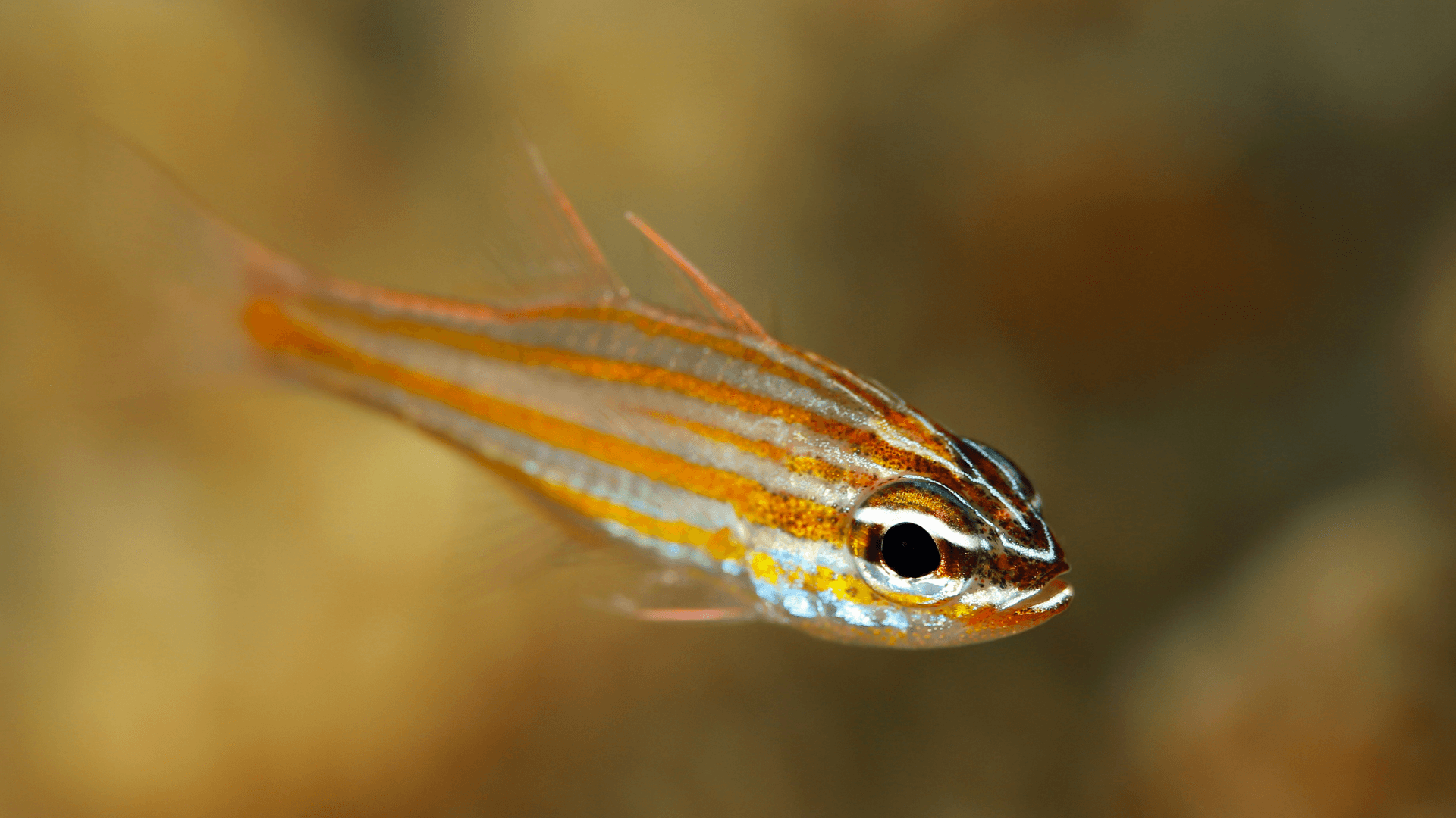 A photo of Orange-striped cardinalfish