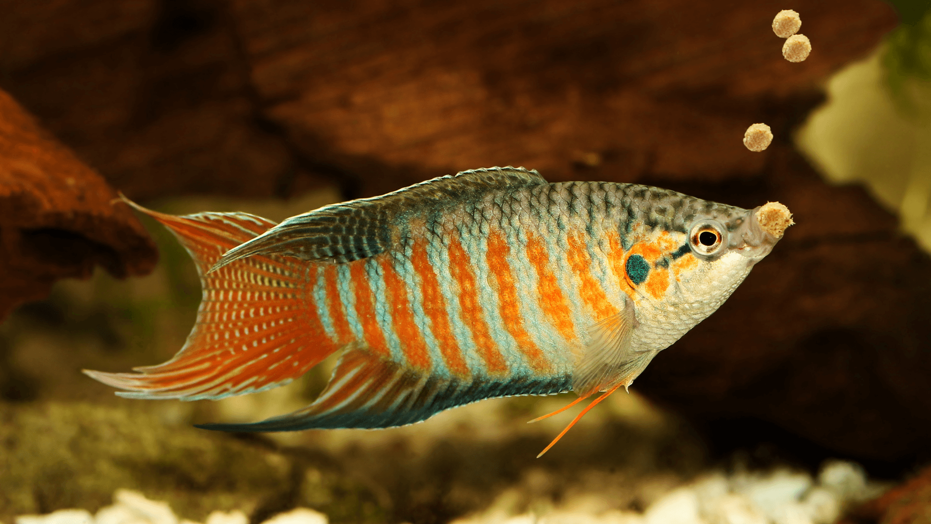 A photo of Paradise fish