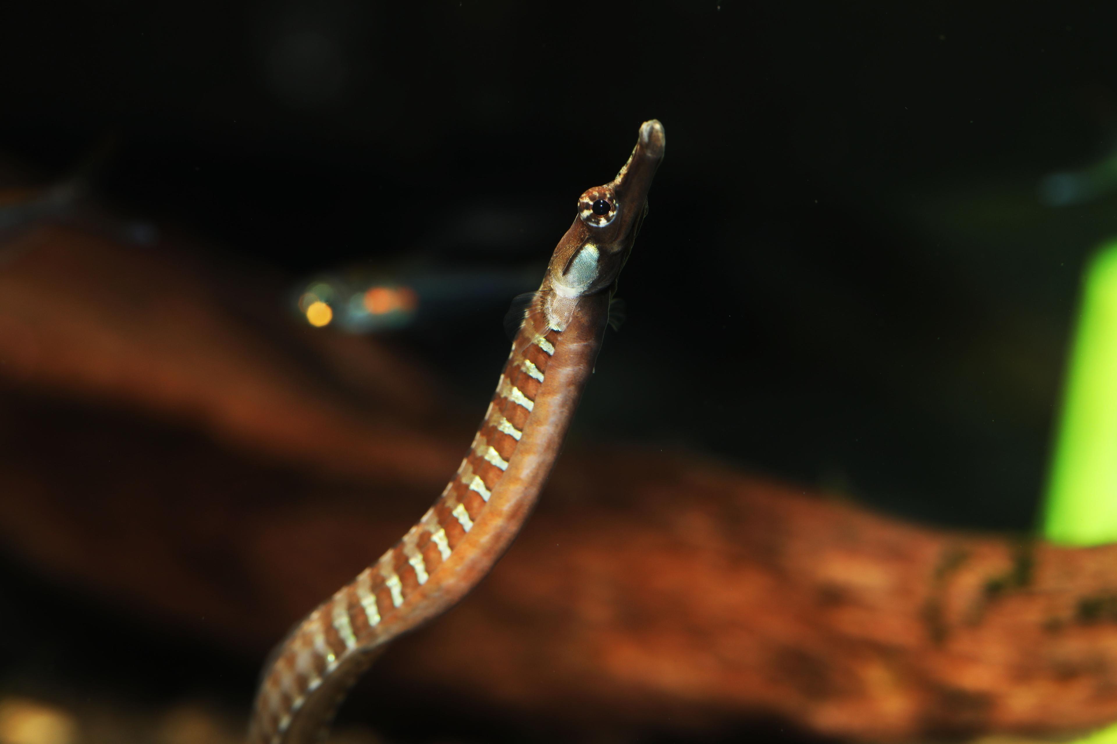 A photo of African freshwater pipefish