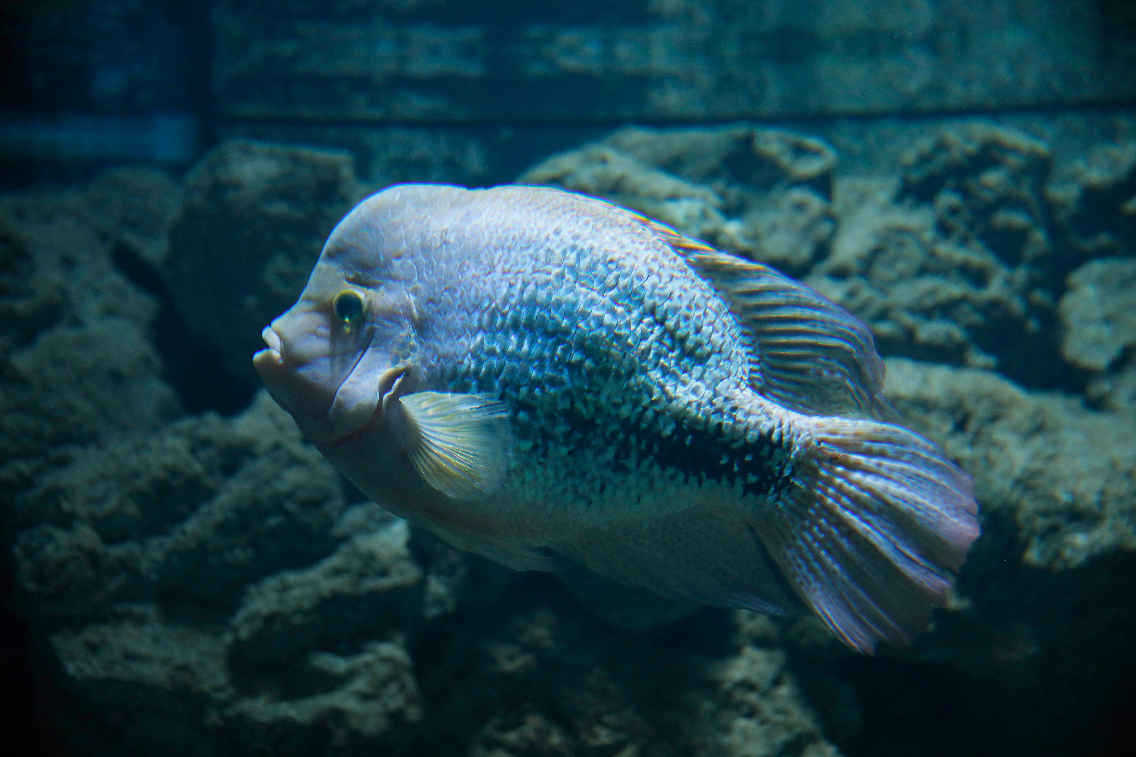 A photo of Lionhead cichlid
